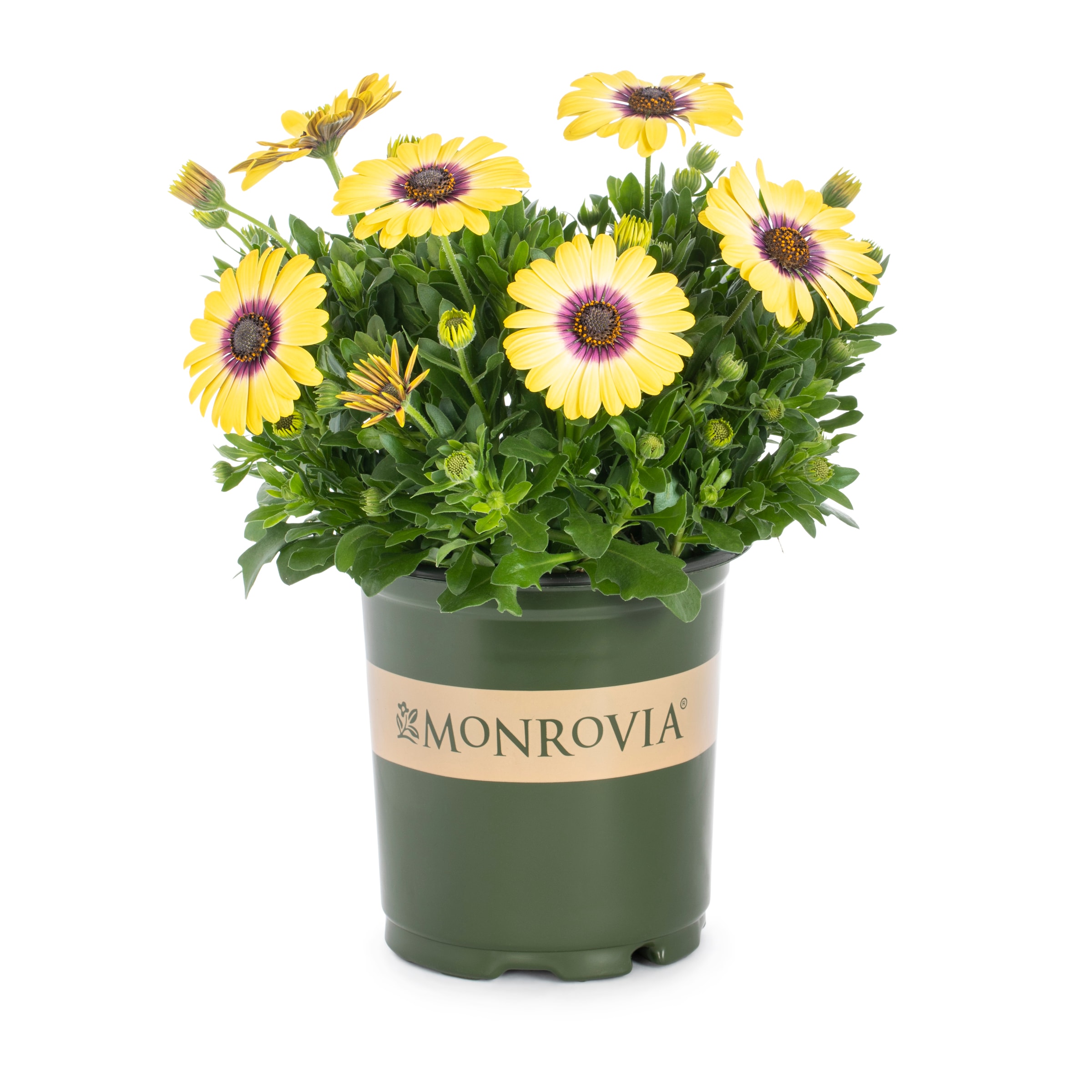 Monrovia NURSERY Multicolor African Daisy in 2.5 Quart(s) Pot