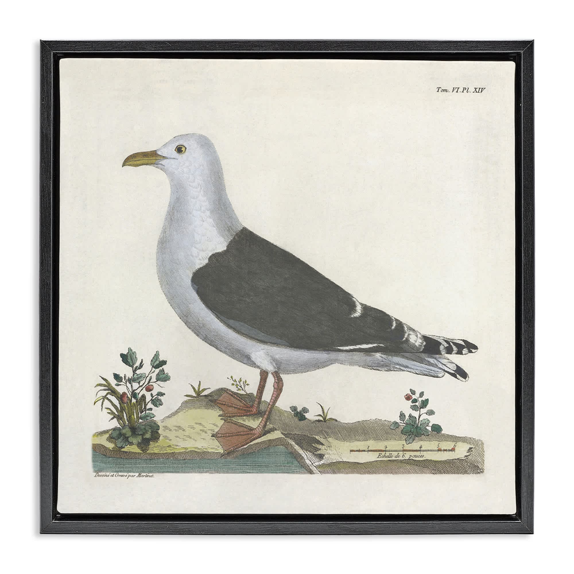 Stupell Industries BT-458-FFB-24X24 Vintage Seagull Study Diagram Floating Frame design by Phillipa Katz