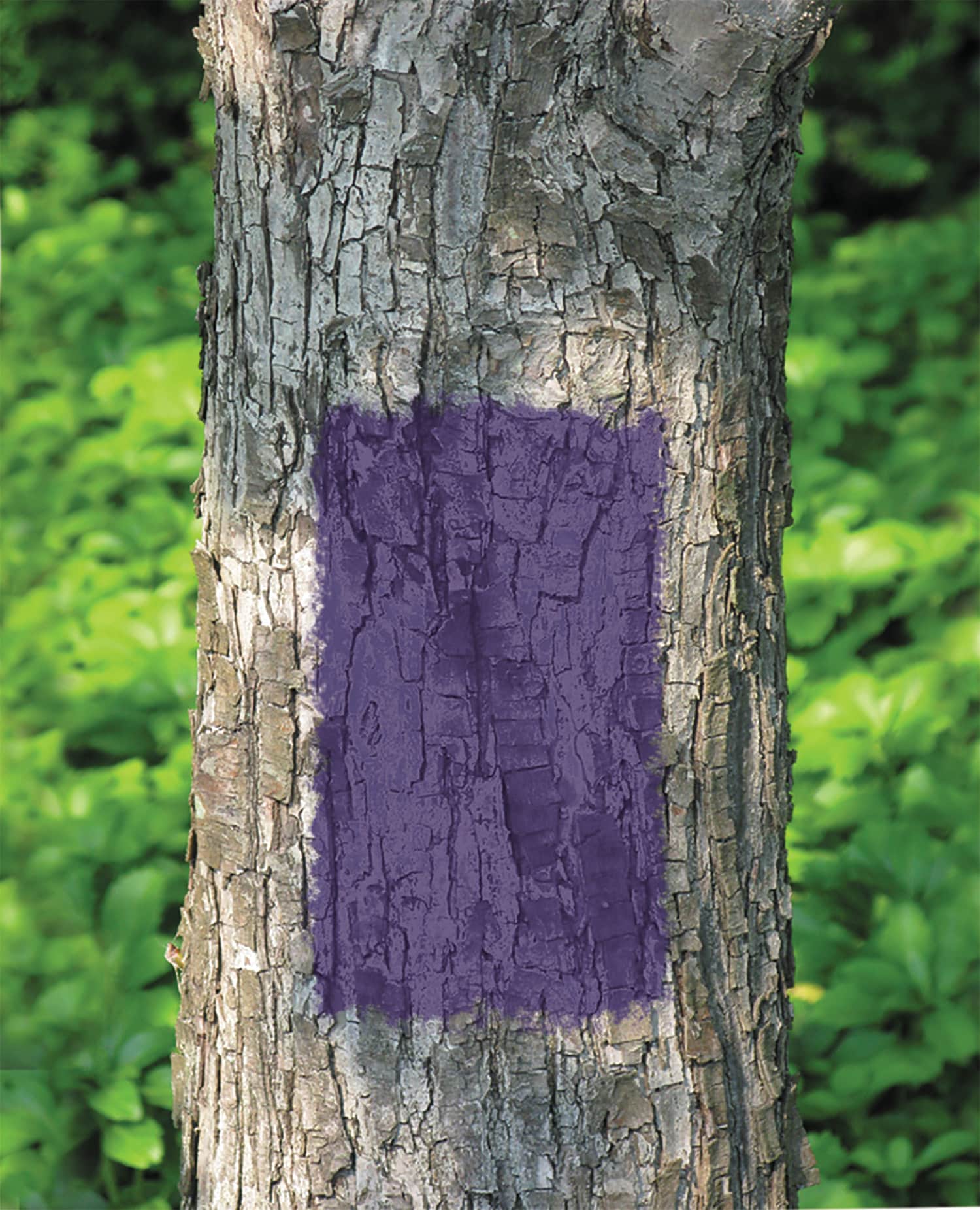Rust-Oleum 270970SOS Spray-Paint - View #2