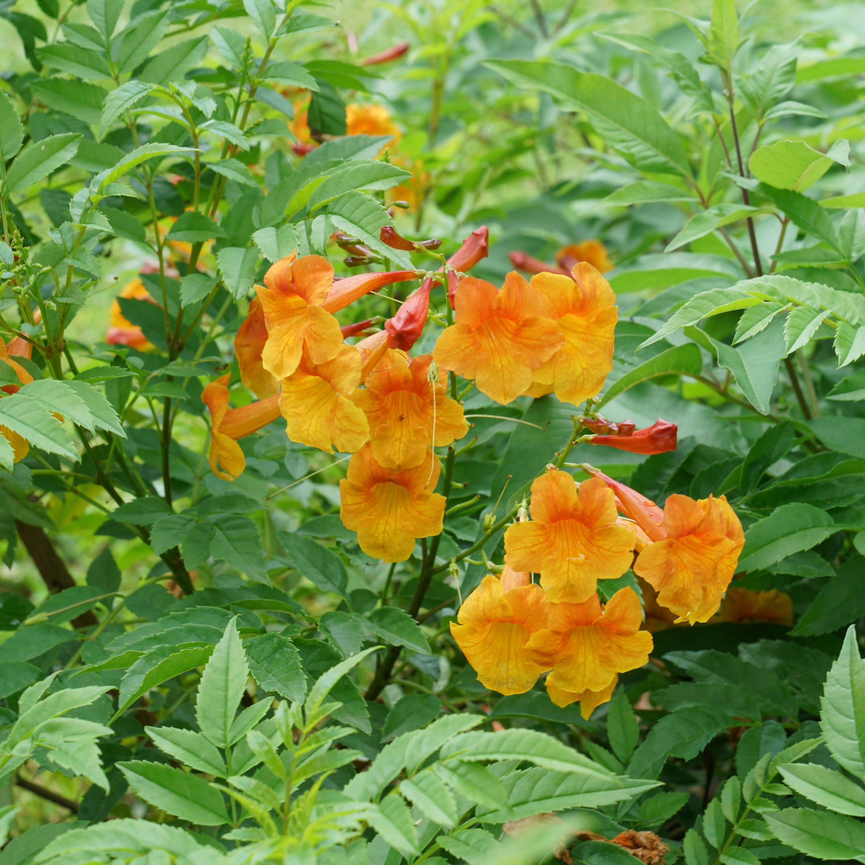 Orange Chicklet Tecoma Flowering Shrub in 1-Gallon Pot