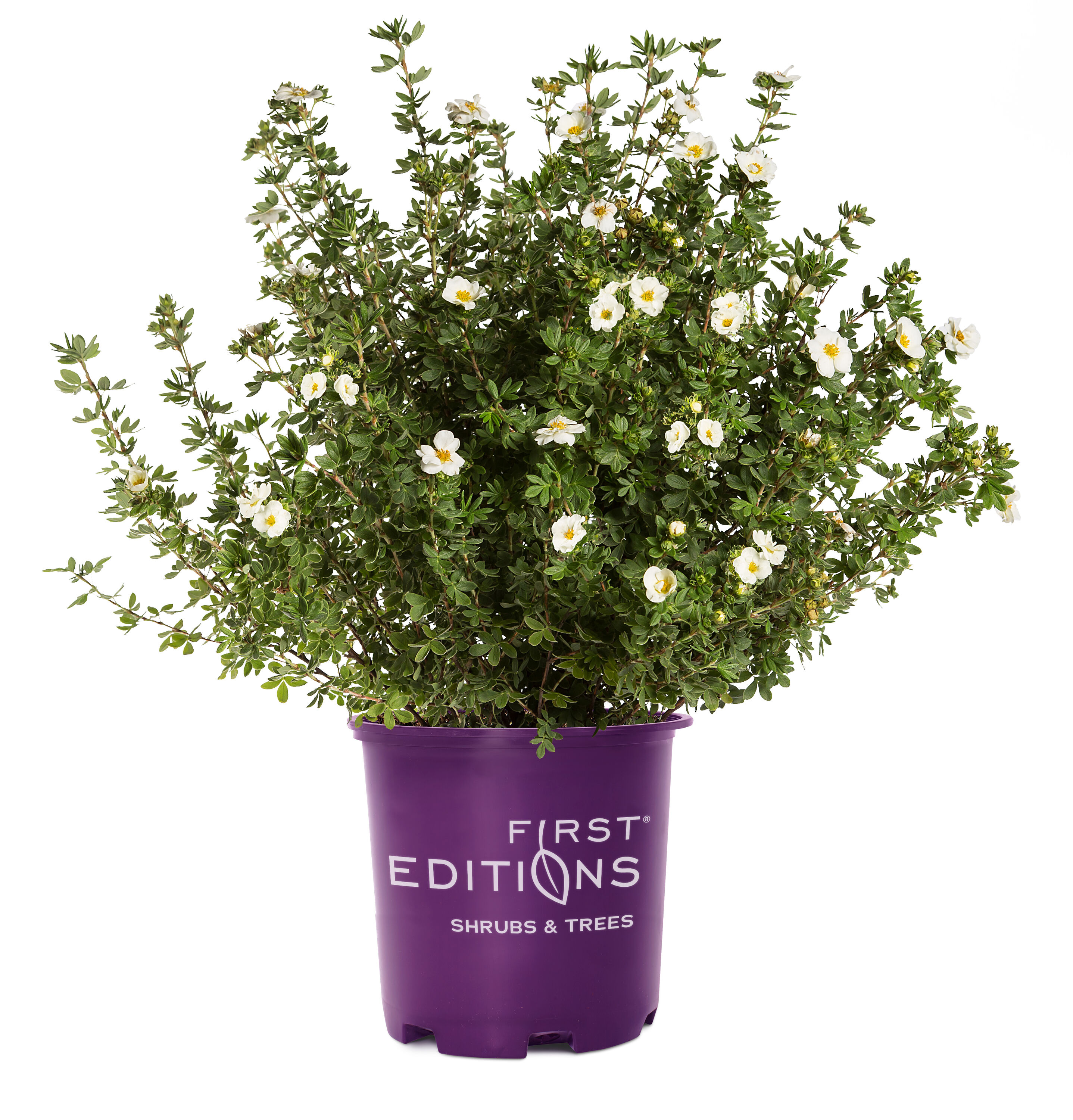 First Editions O61542F Crème Brulee Potentilla Accent Shrub in 2 -Gallon Pot 1 -Pack with White Blooms