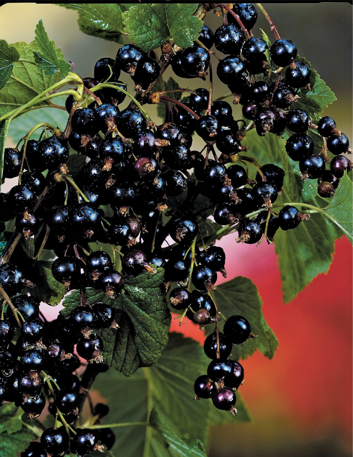 Gurney's Seed and Nursery 39787 Fruit-Plants - View #2