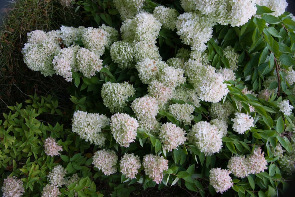 Spring Hill Nurseries 62425 shrubs - View #4
