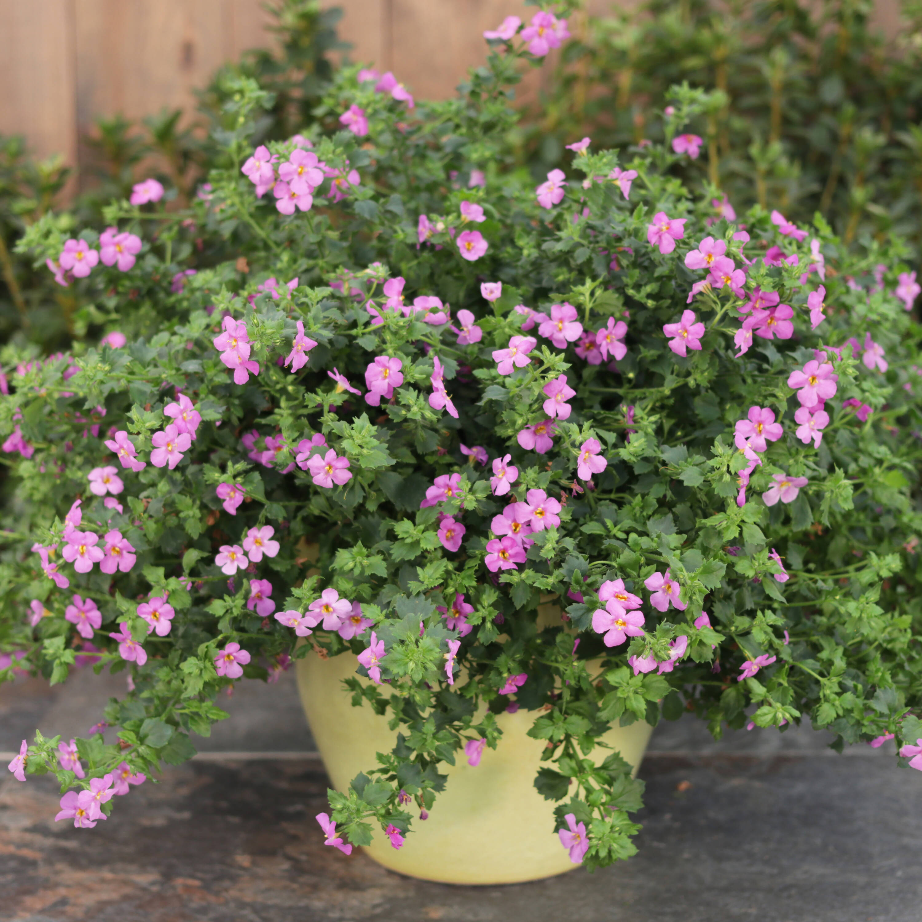 Proven Winners BACPRW1067504 annuals - View #5
