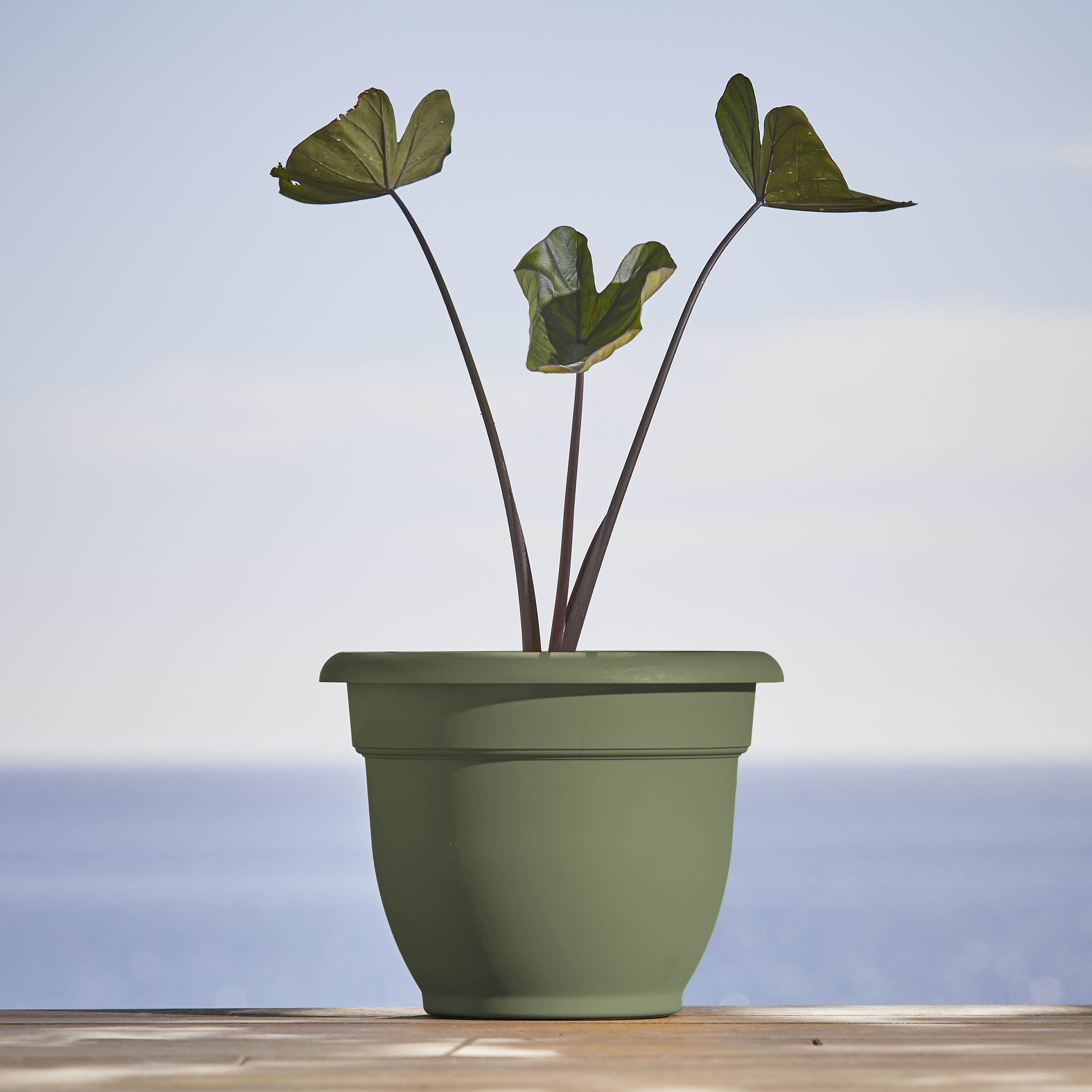 Bloem AP1041 Planter-Window-Box - View #2