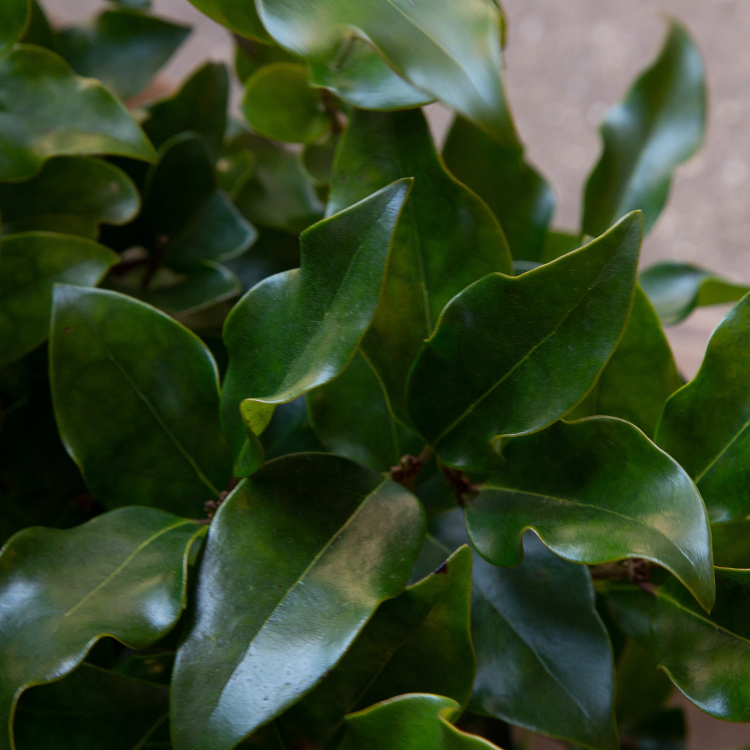 2.5-Quart 2-Pack White Curly Leaf Ligustrum Recurvifolia Flowering ...