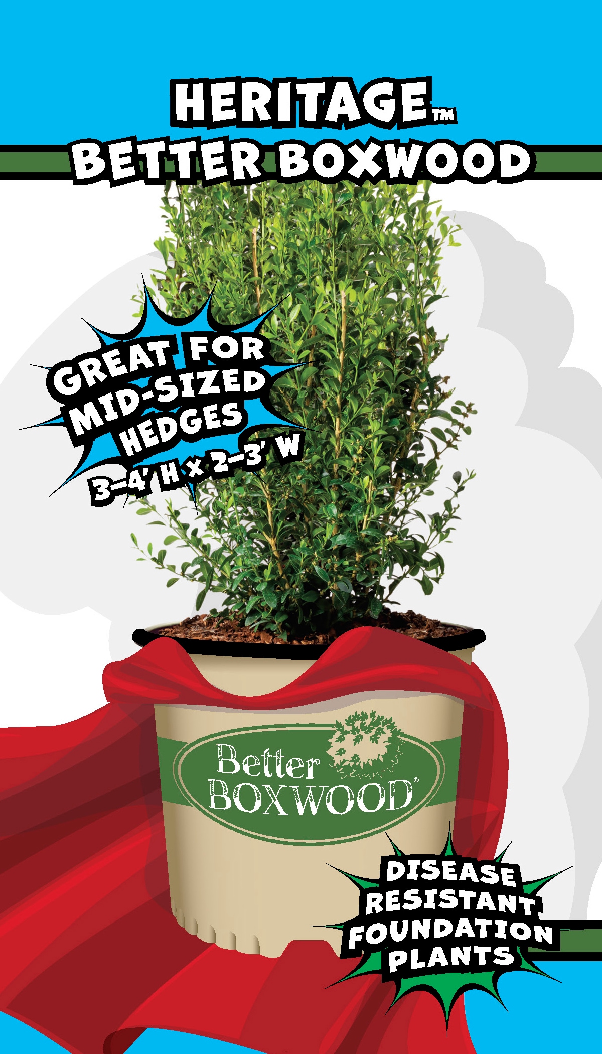 Better BOXWOOD 9066Q-1 shrubs - View #8