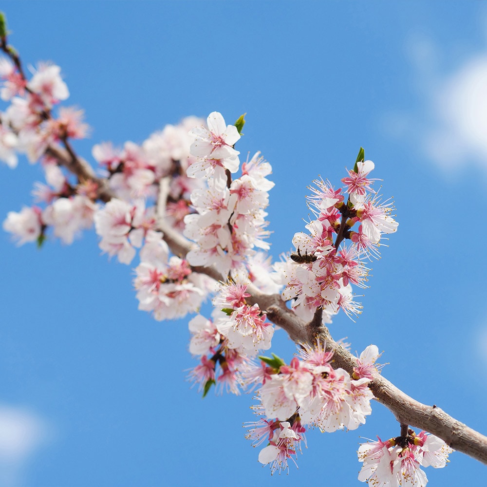Brighter Blooms 16649 Fruit-Plants - View #3