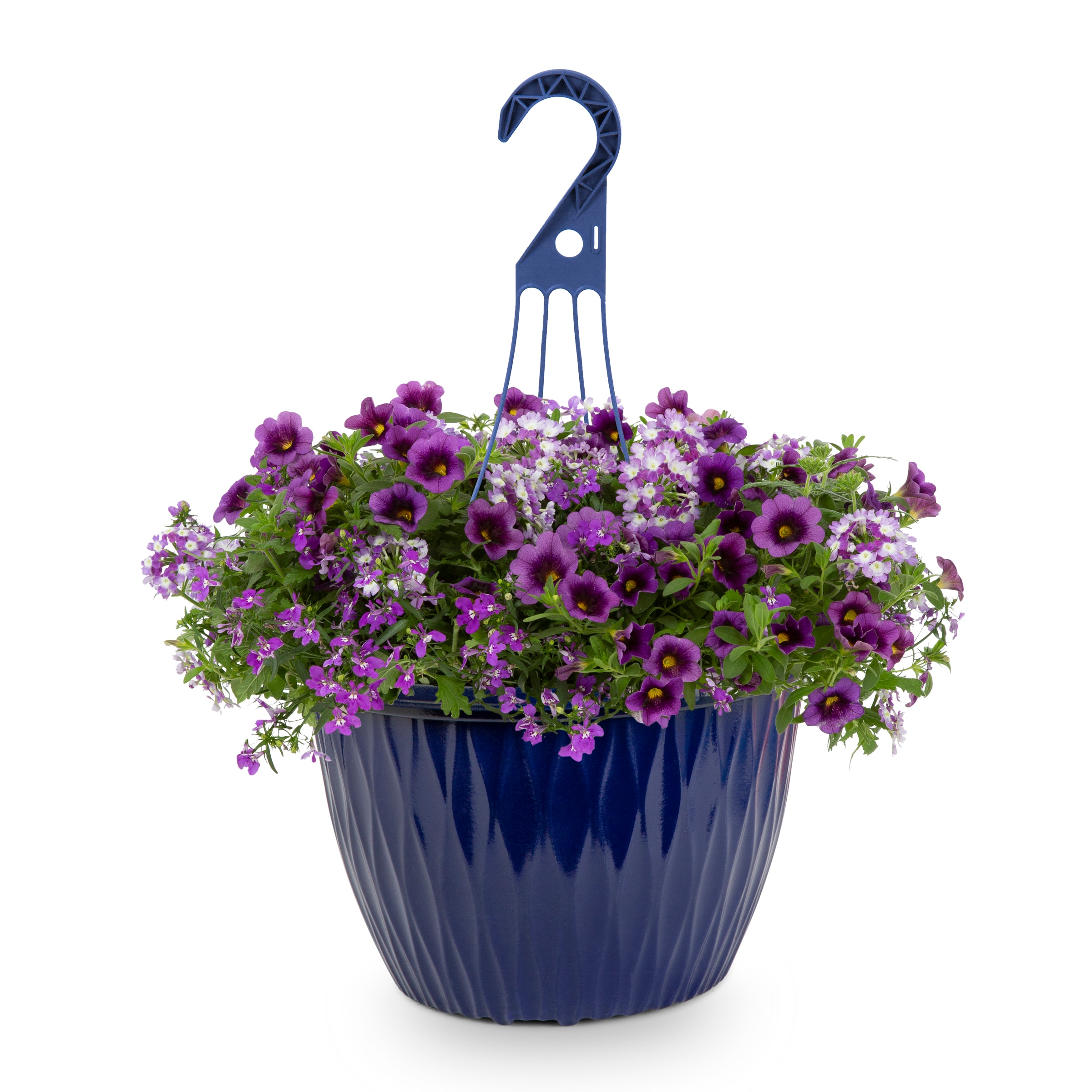 Lowe's NURSERY annuals - View #3