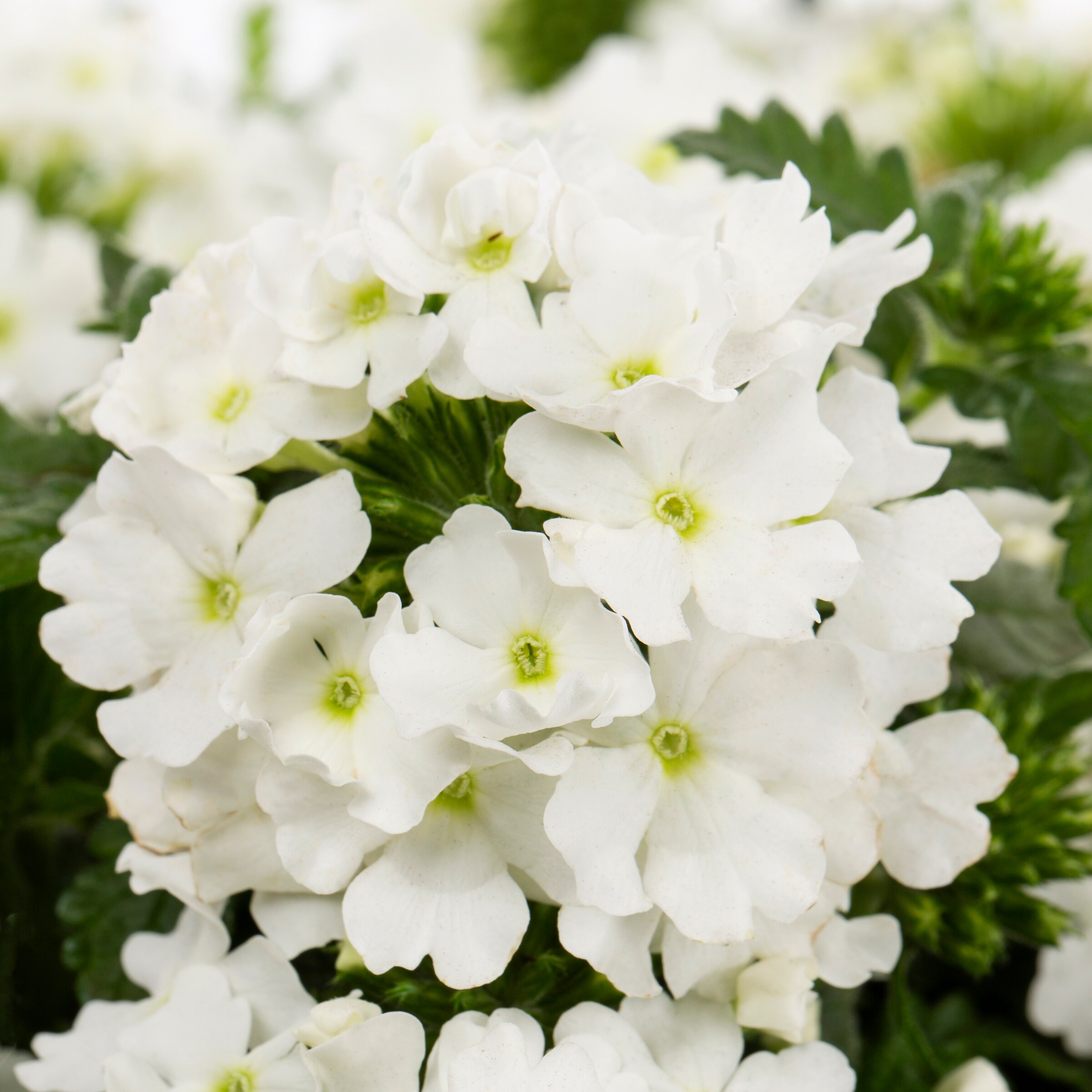 Lowe's NURSERY annuals - View #7