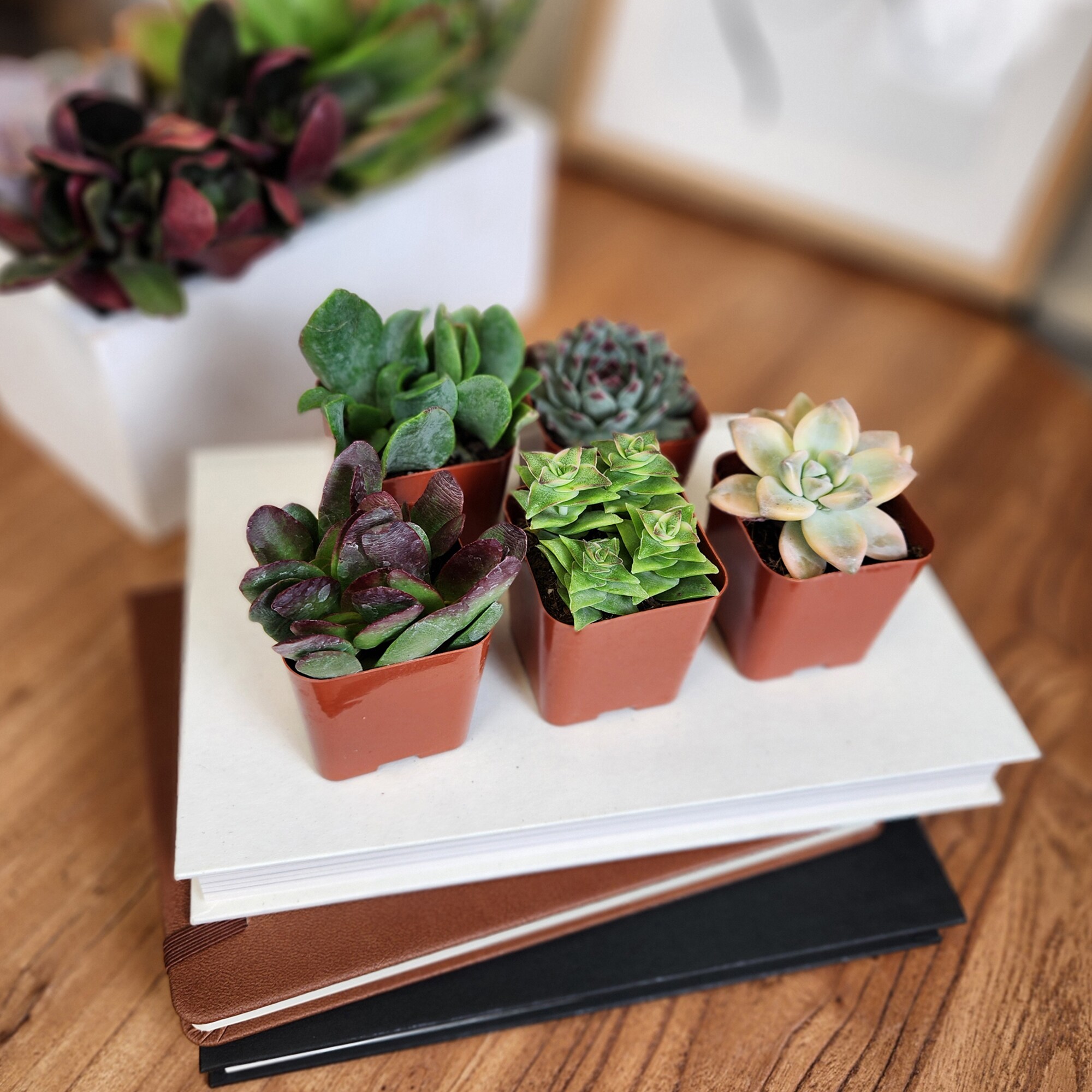 Altman Plants 0881173 Cacti-Succulents - View #13