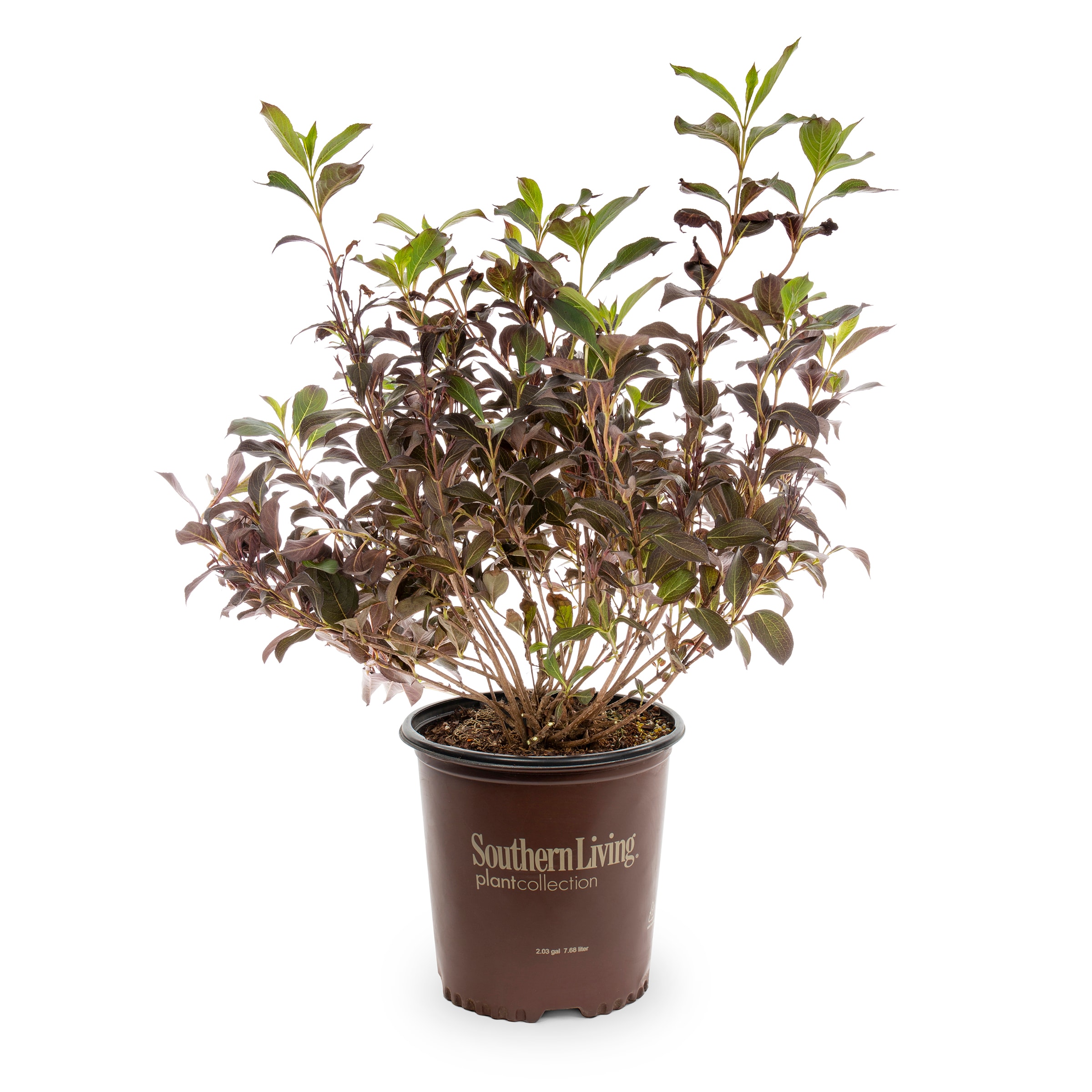 Shining Sensation™ Weigela Shrubs at Lowes.com