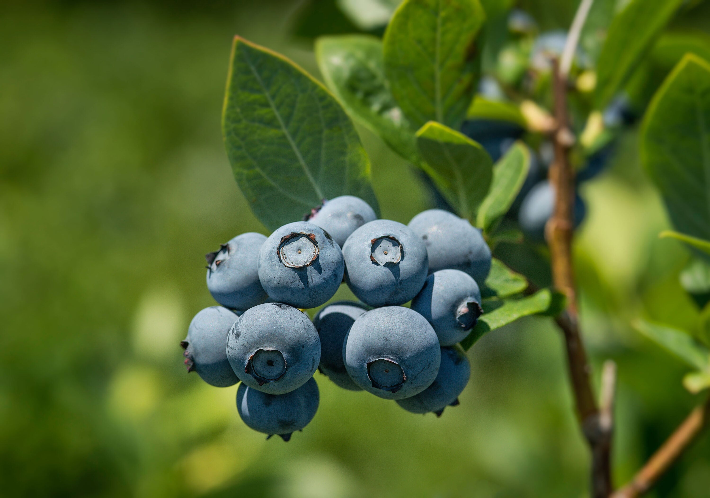 Windmill CF-1200-SPL Fruit-Plants - View #2