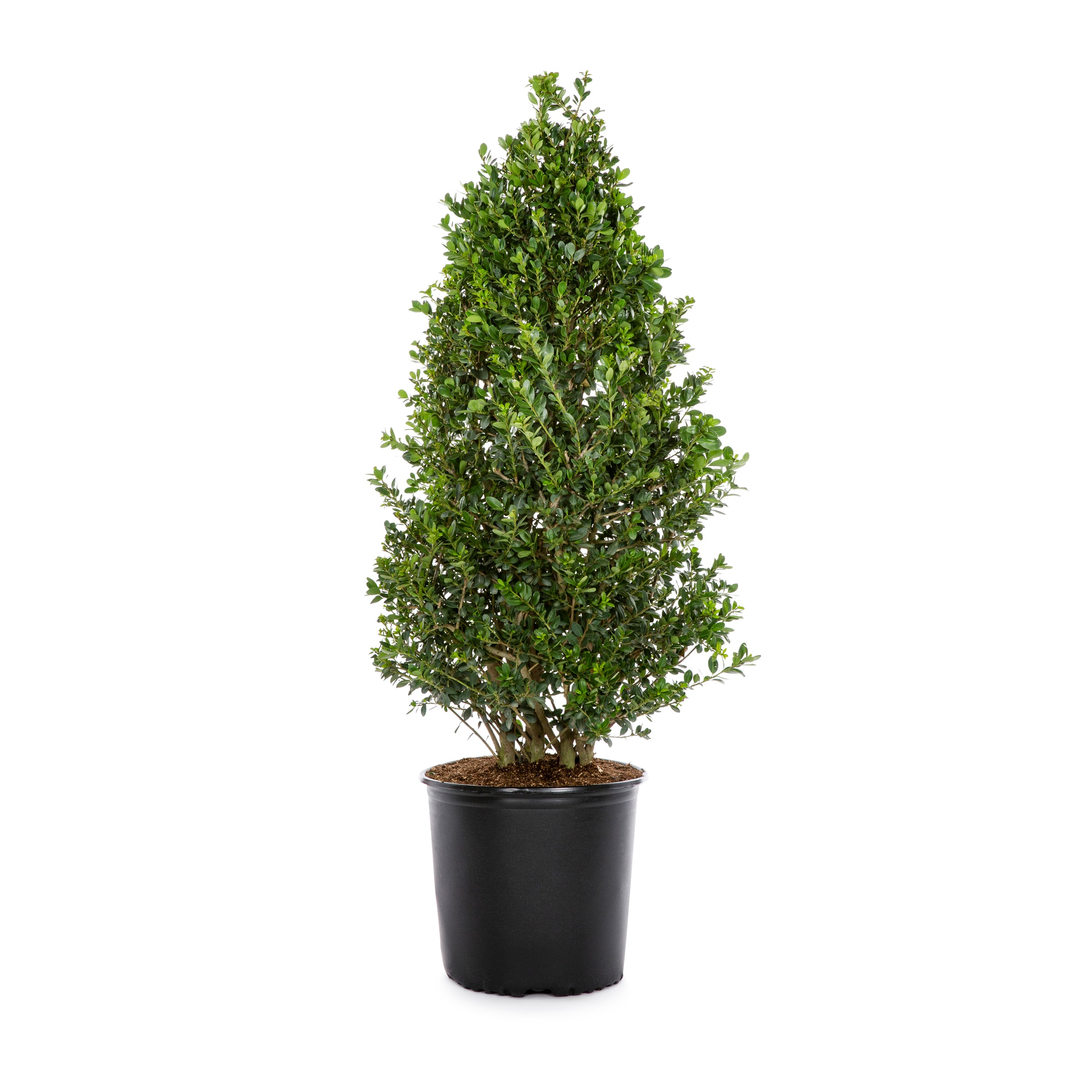 Lowe's Green Highlander Japanese Holly Foundation/Hedge