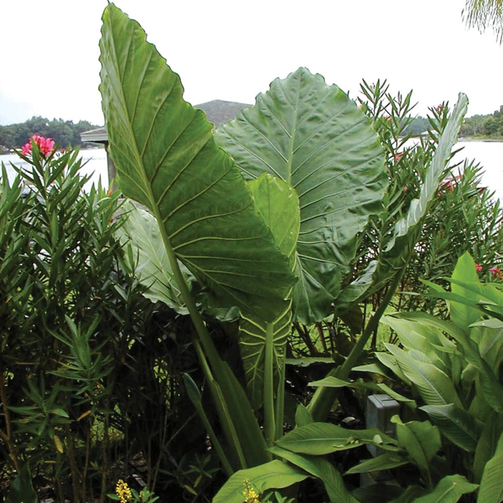 Upright Elephant Ear Plant Bulbs at Lowes.com