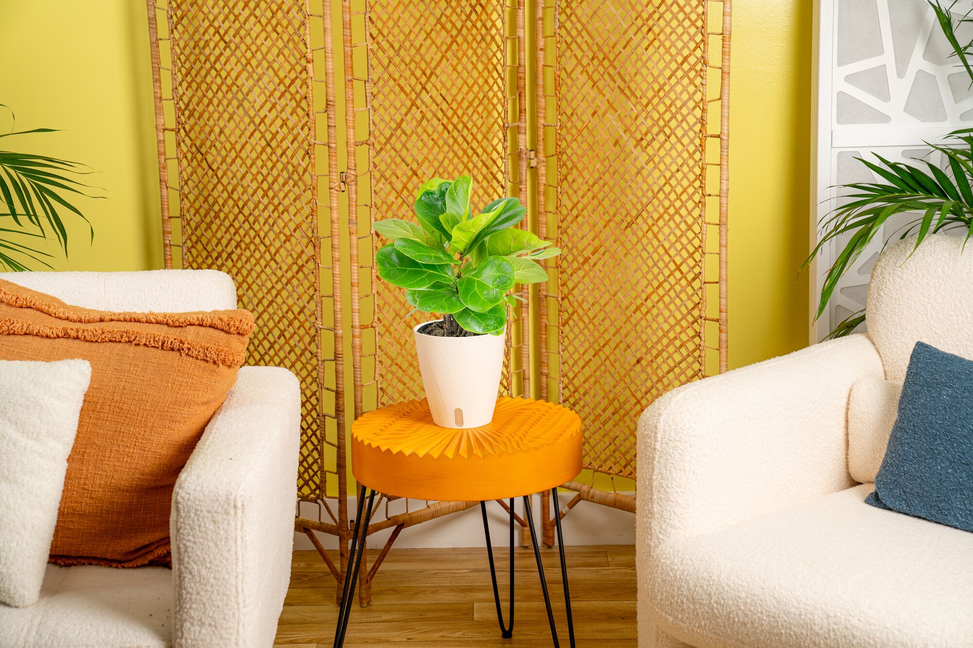 Costa Farms 5747276 hseplants - View #3