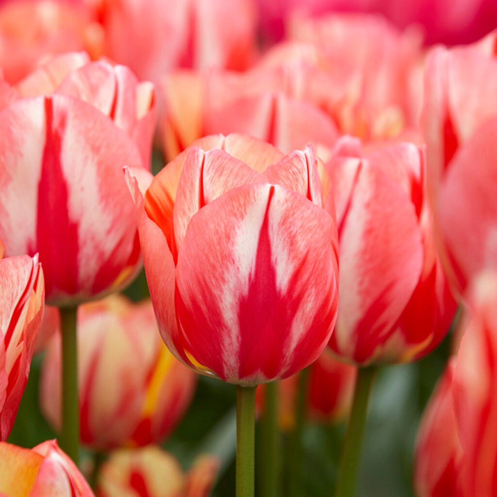 Van Zyverden 87022 Plant-Bulbs - View #2