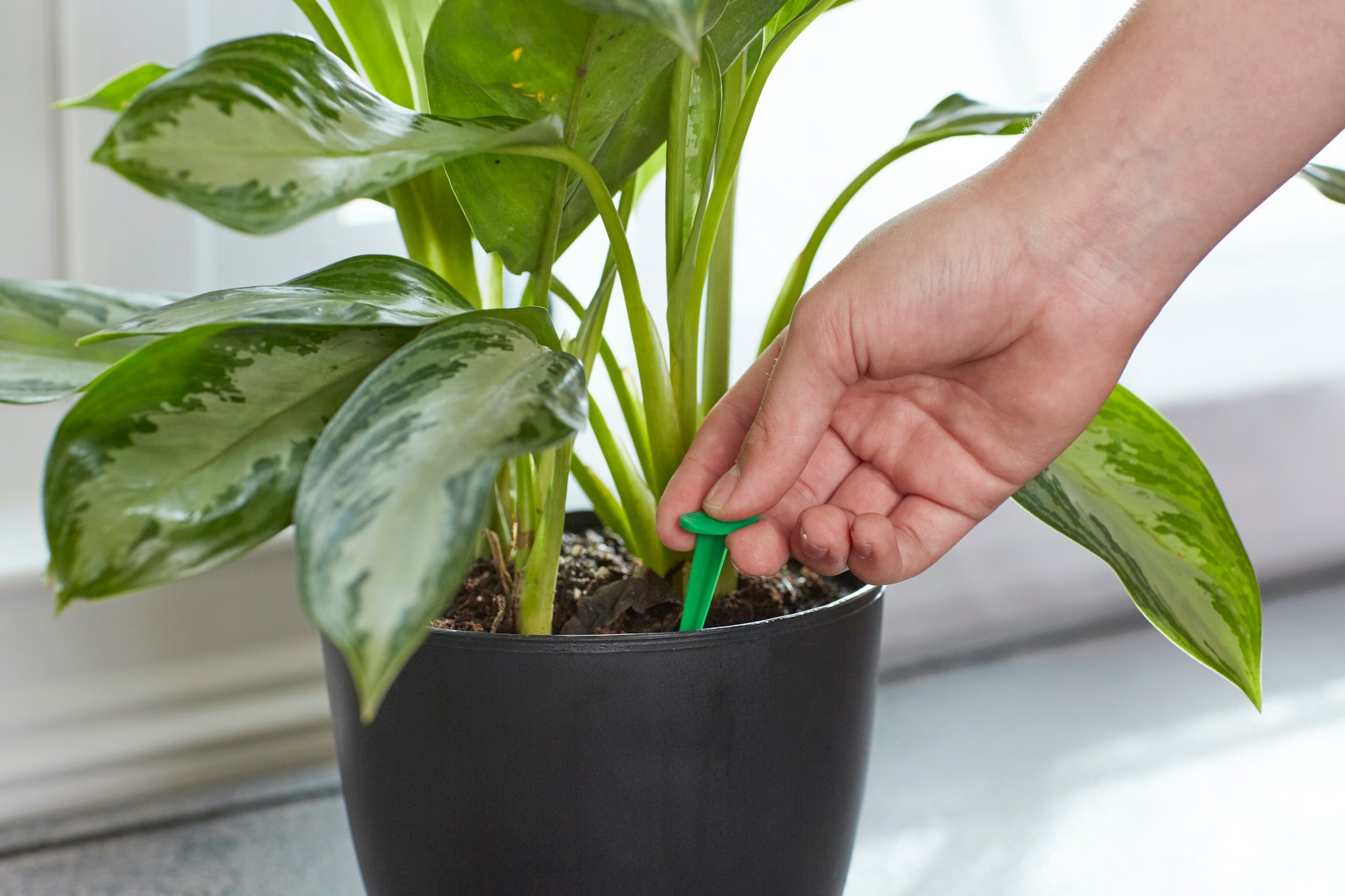 Miracle-Gro 1002521 Plant-Food - View #4