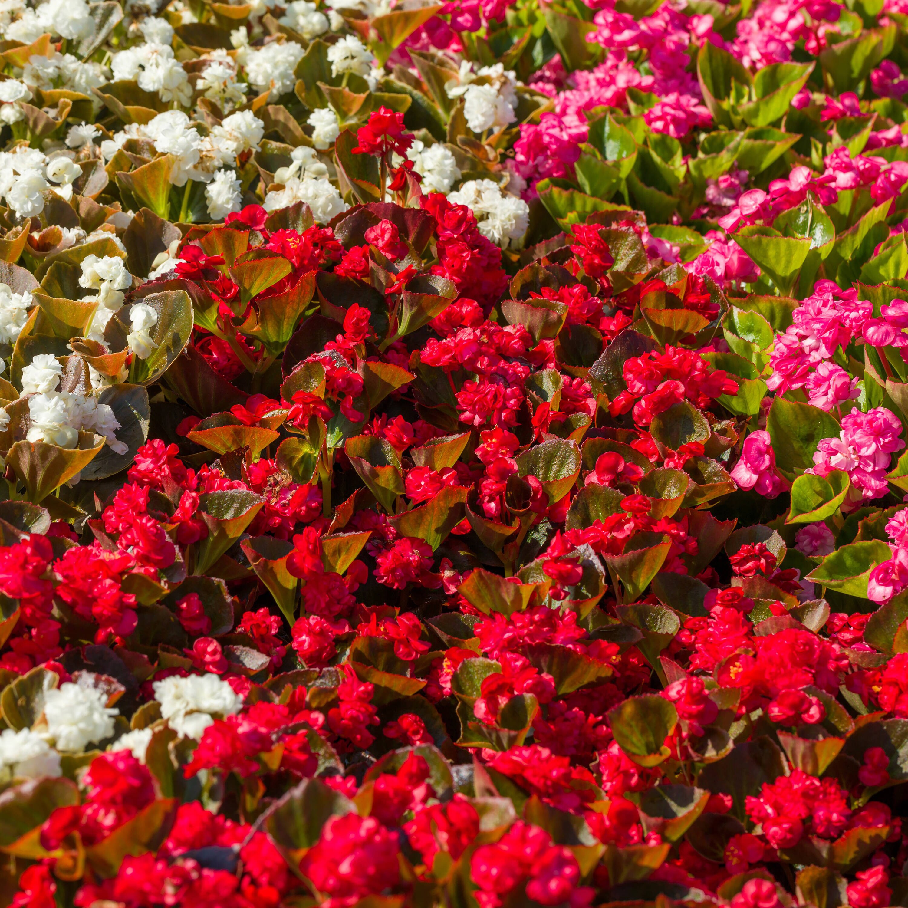 Proven Winners BETPRW2527504 annuals - View #4