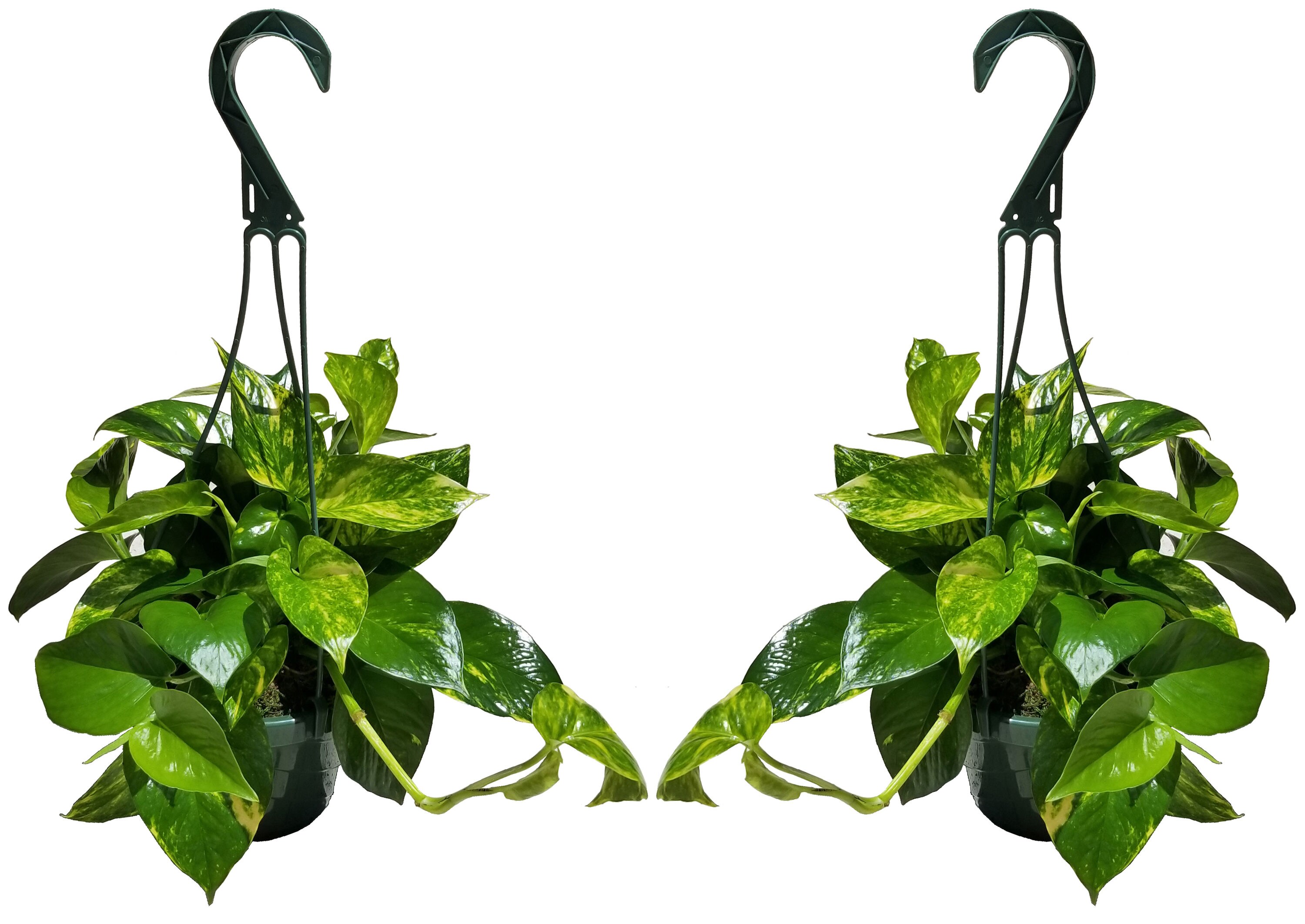  2PKHBGLDPL Golden Pothos House Plant in 1-in Pot