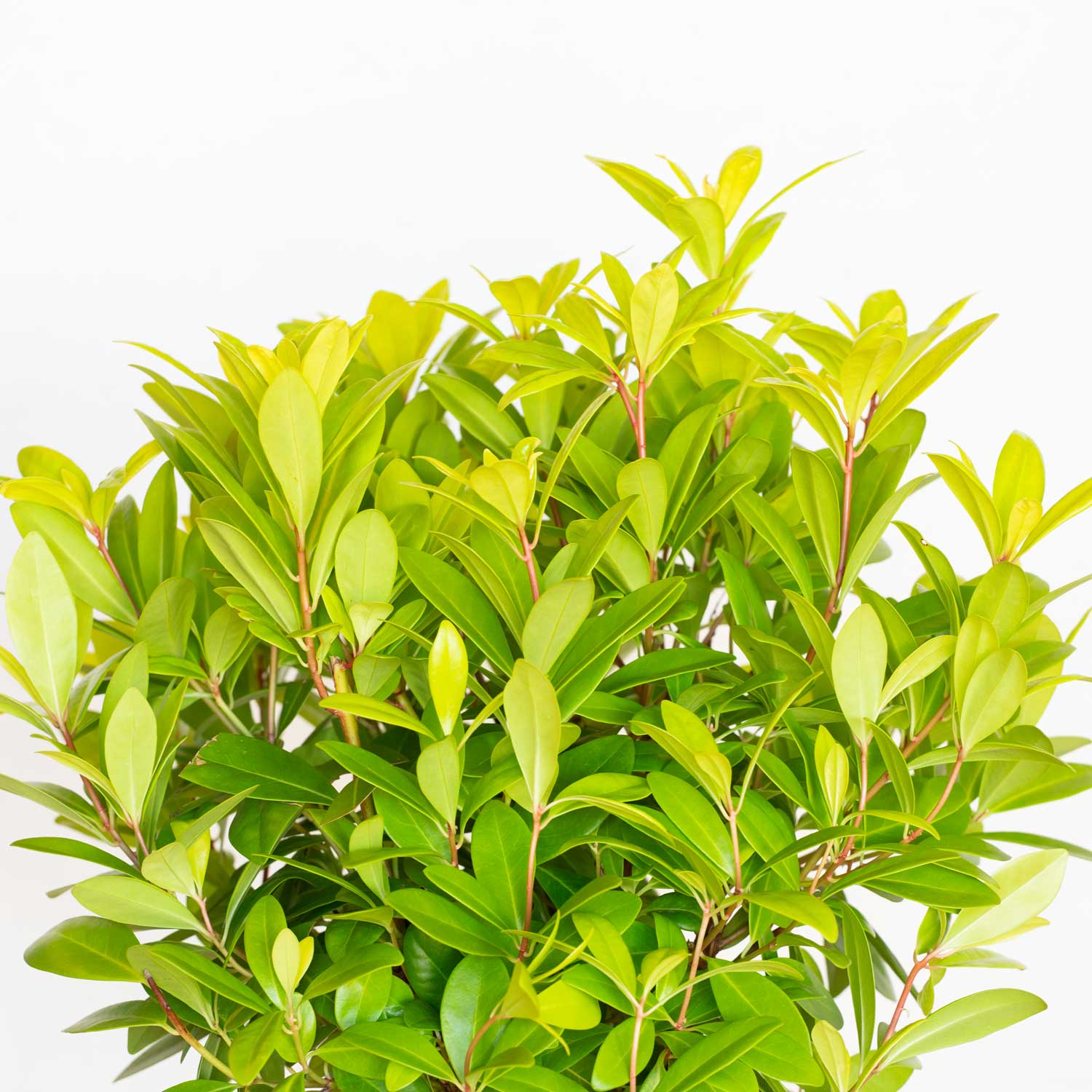 Southern Living Plant Collection 31932-1 shrubs - View #2