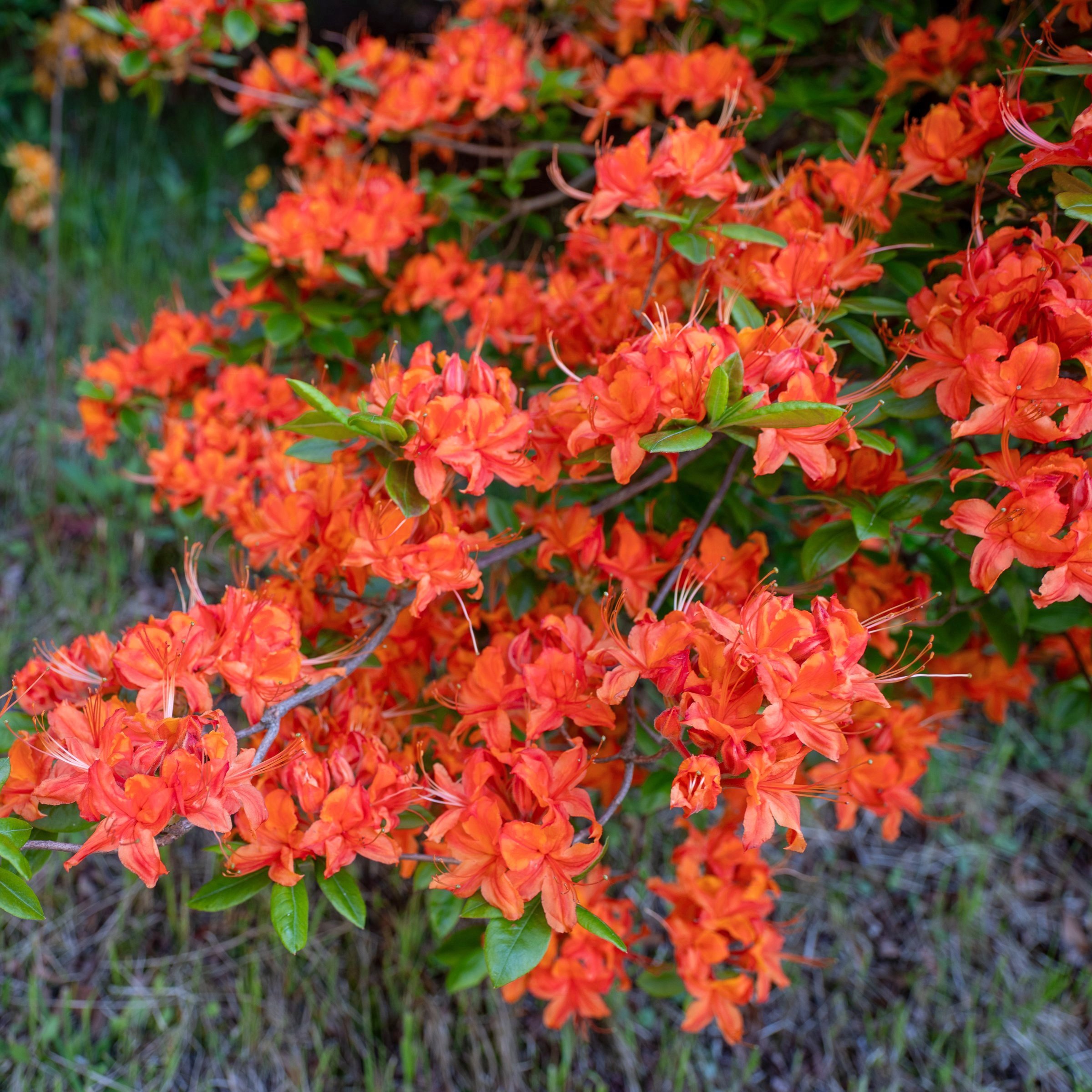 National Plant Network LW2662 shrubs - View #4