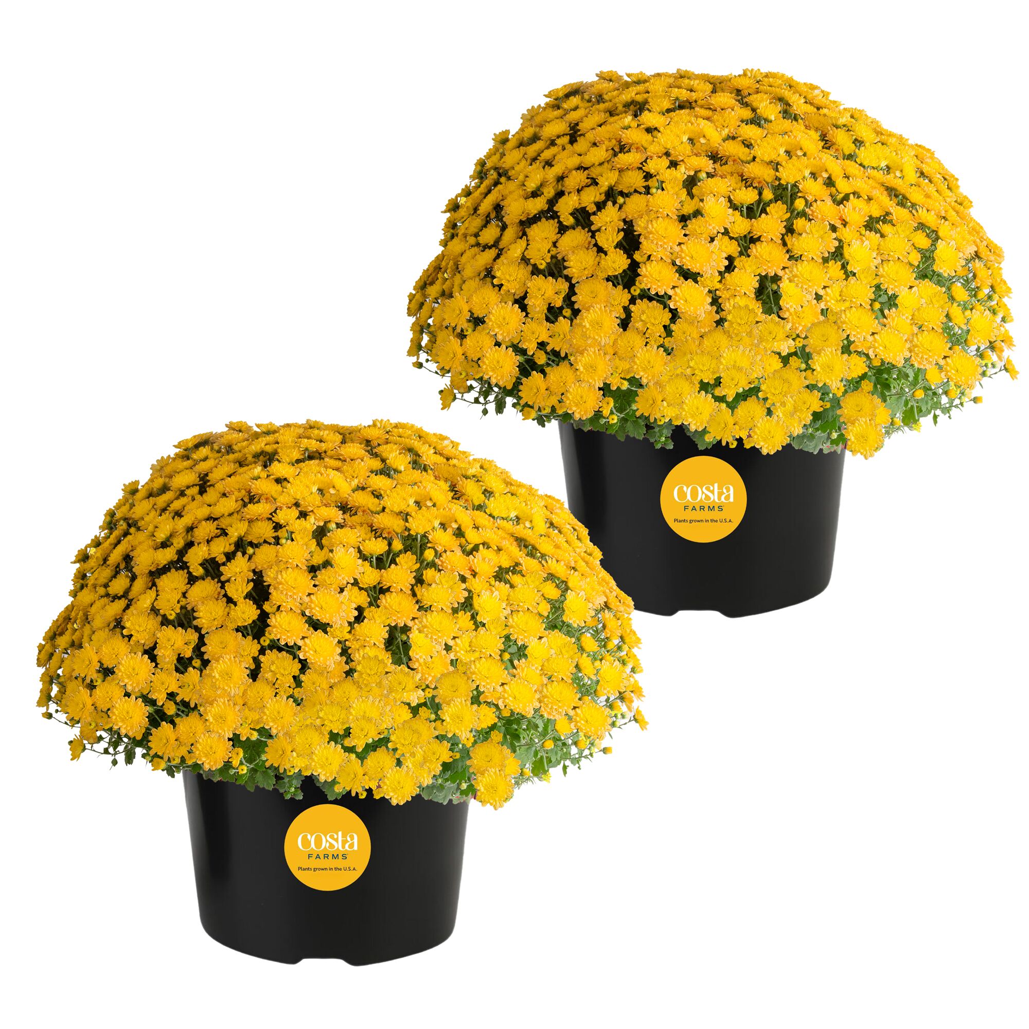 Costa Farms 3 Quart(s) Yellow Mum 2 -Pack - Low Maintenance