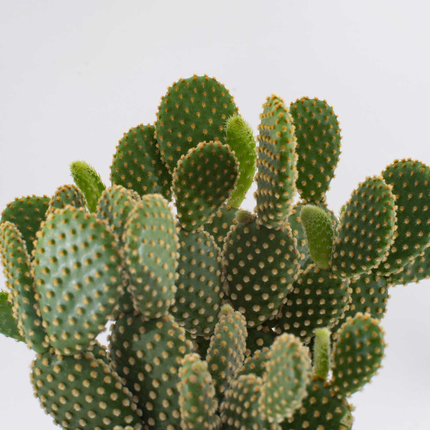 Costa Farms M-COM-G-POT-01-LW Cacti-Succulents - View #2