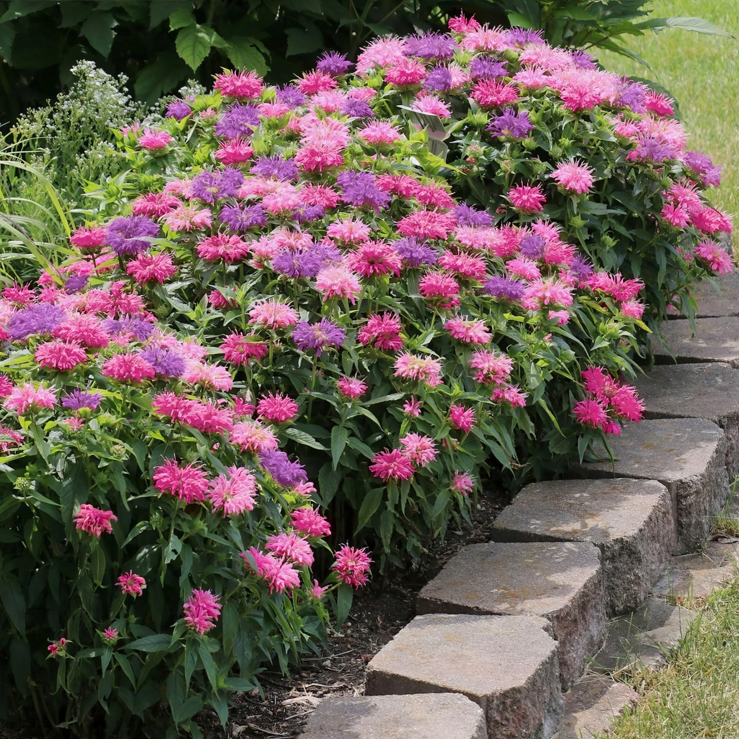 National Plant Network LW1581 perennials - View #6