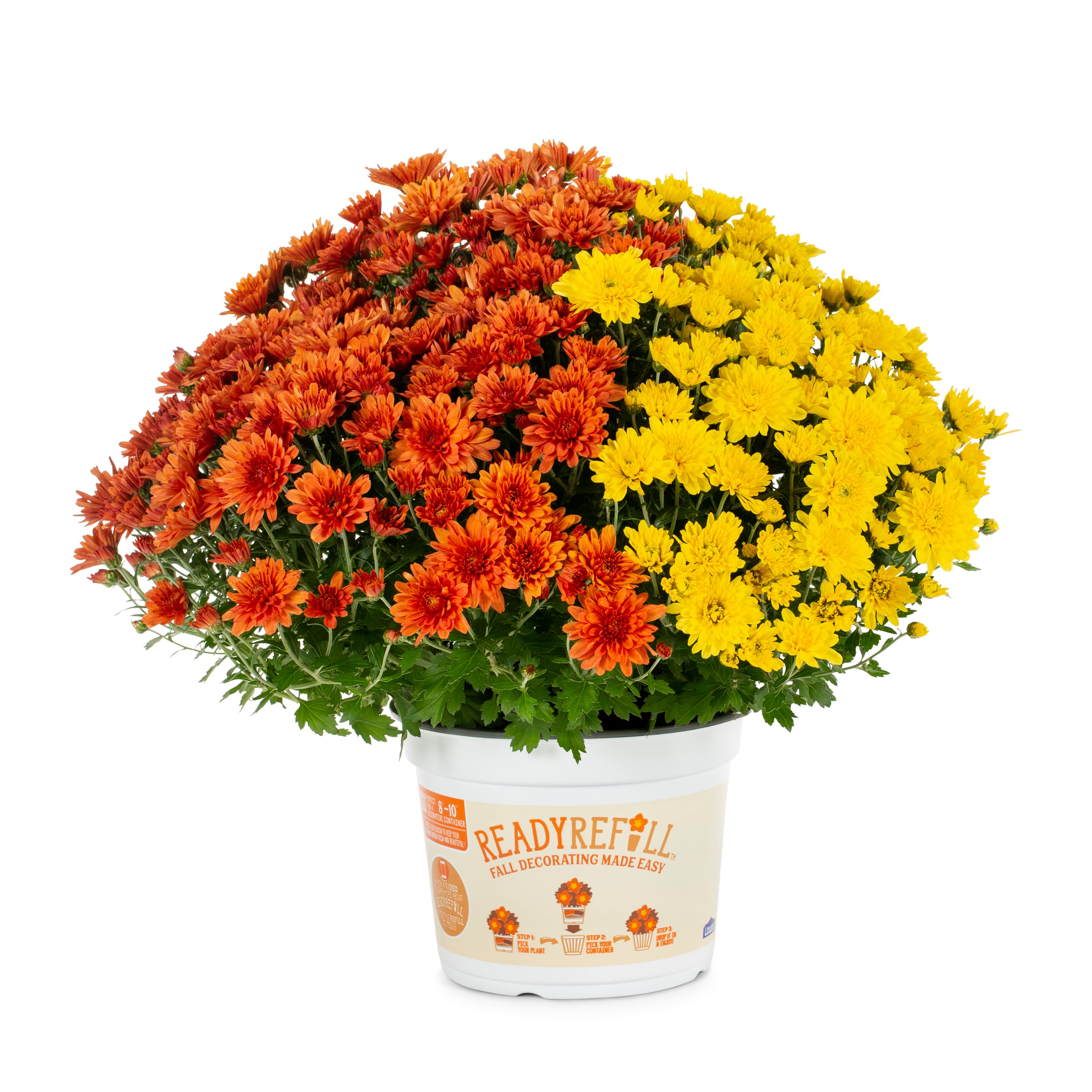Ready Refill 4381 annuals - View #7