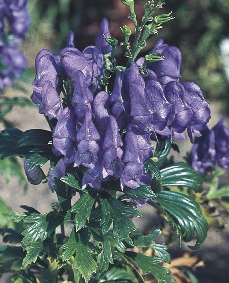 Lowe's Violet Monkshood Plant in 2.5-Quart Pot in the Perennials ...