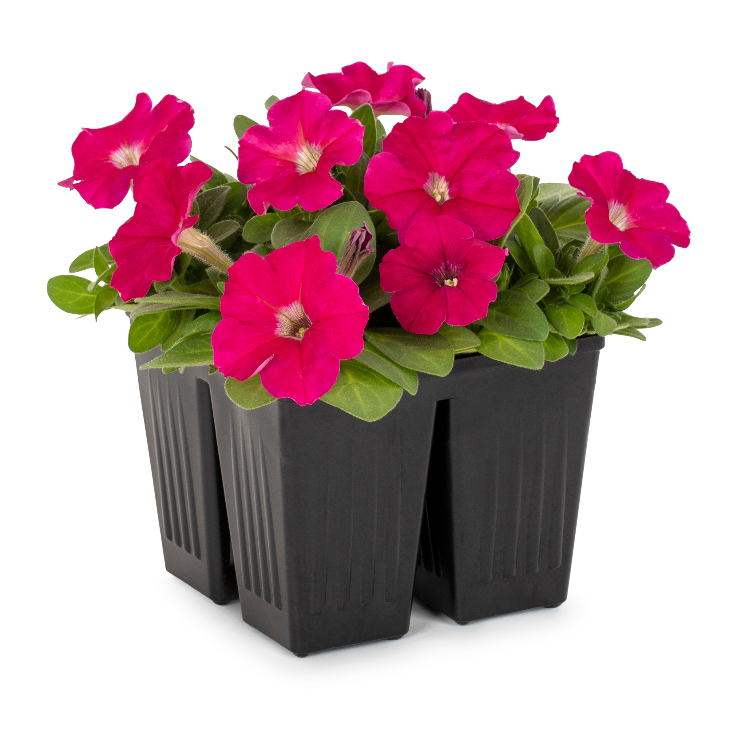 Lowe's Multicolor Petunia in 4-Pack Tray in the Annuals department at ...