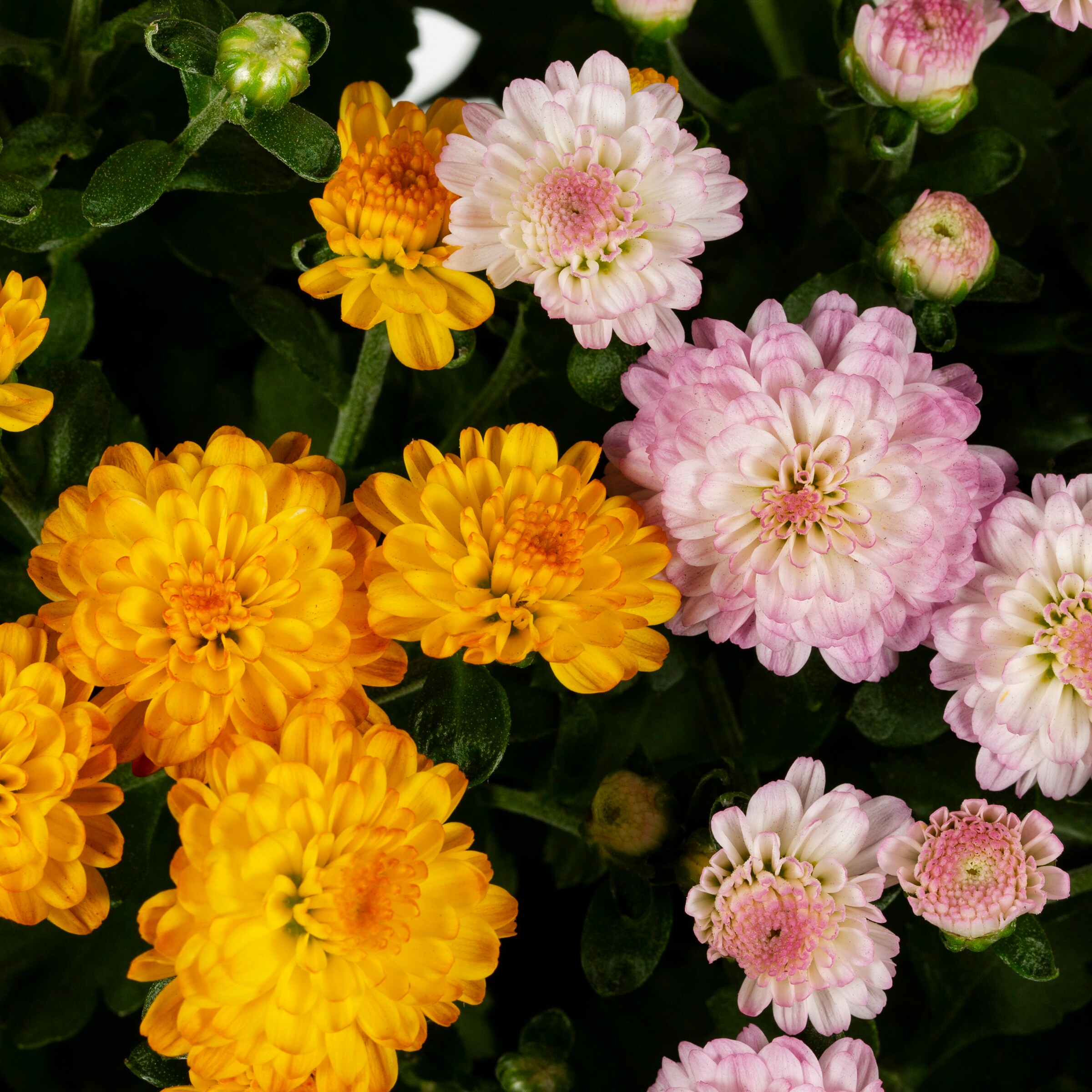 Ready Refill 4380 annuals - View #2