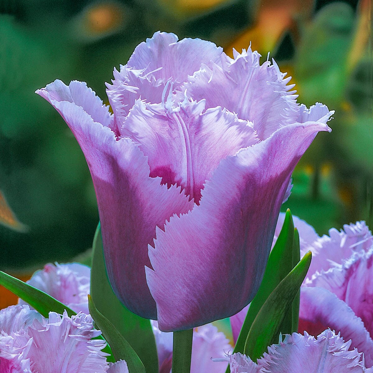 Breck's 04907 Plant-Bulbs - View #3