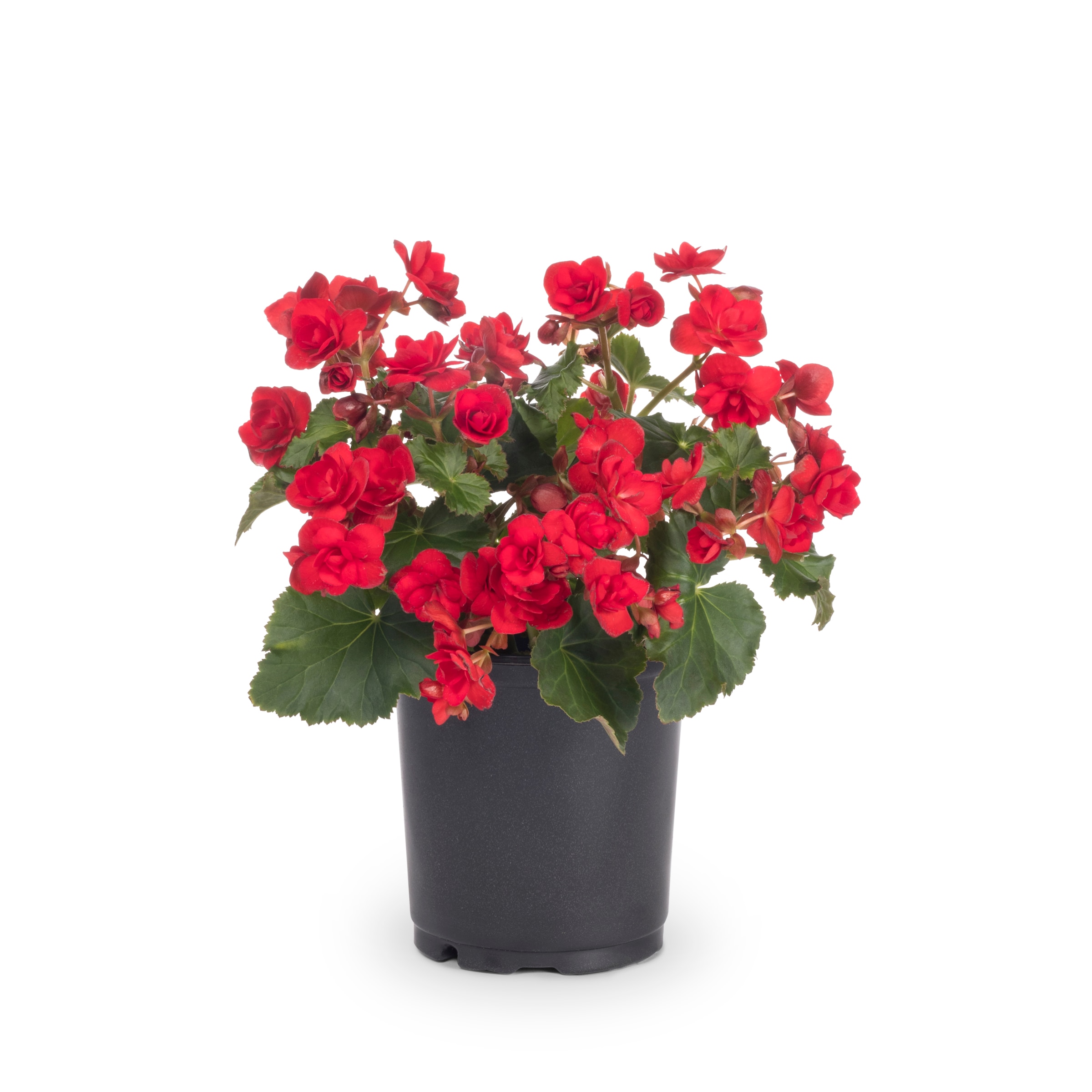 Metrolina Greenhouses Begonia in 2.5-Quart Pot 5-Pack at Lowes.com