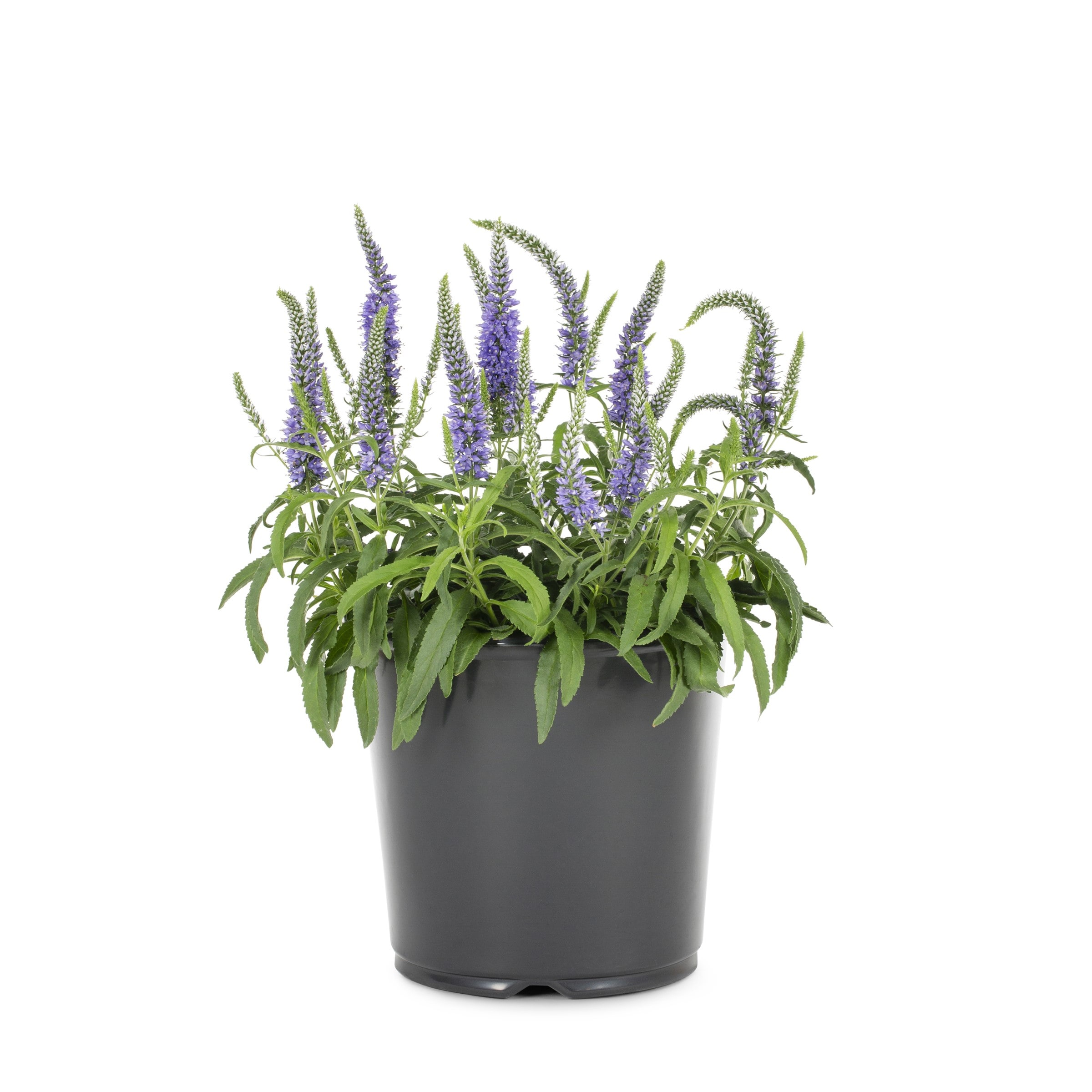 Lowe's NURSERY Multicolor Veronica Speedwell Plant in 2.25 -Gallon Pot 1 -Pack
