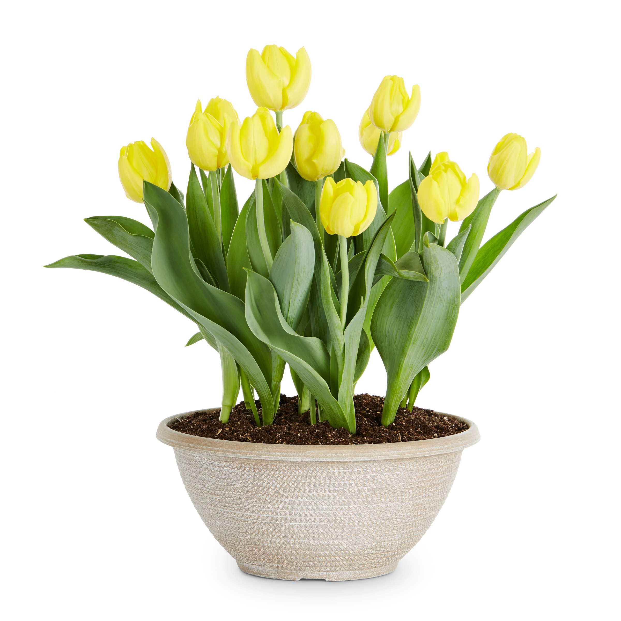 Lowe's NURSERY Multicolor TULIP in 1 Gallon(s) Pot 9 -Pack