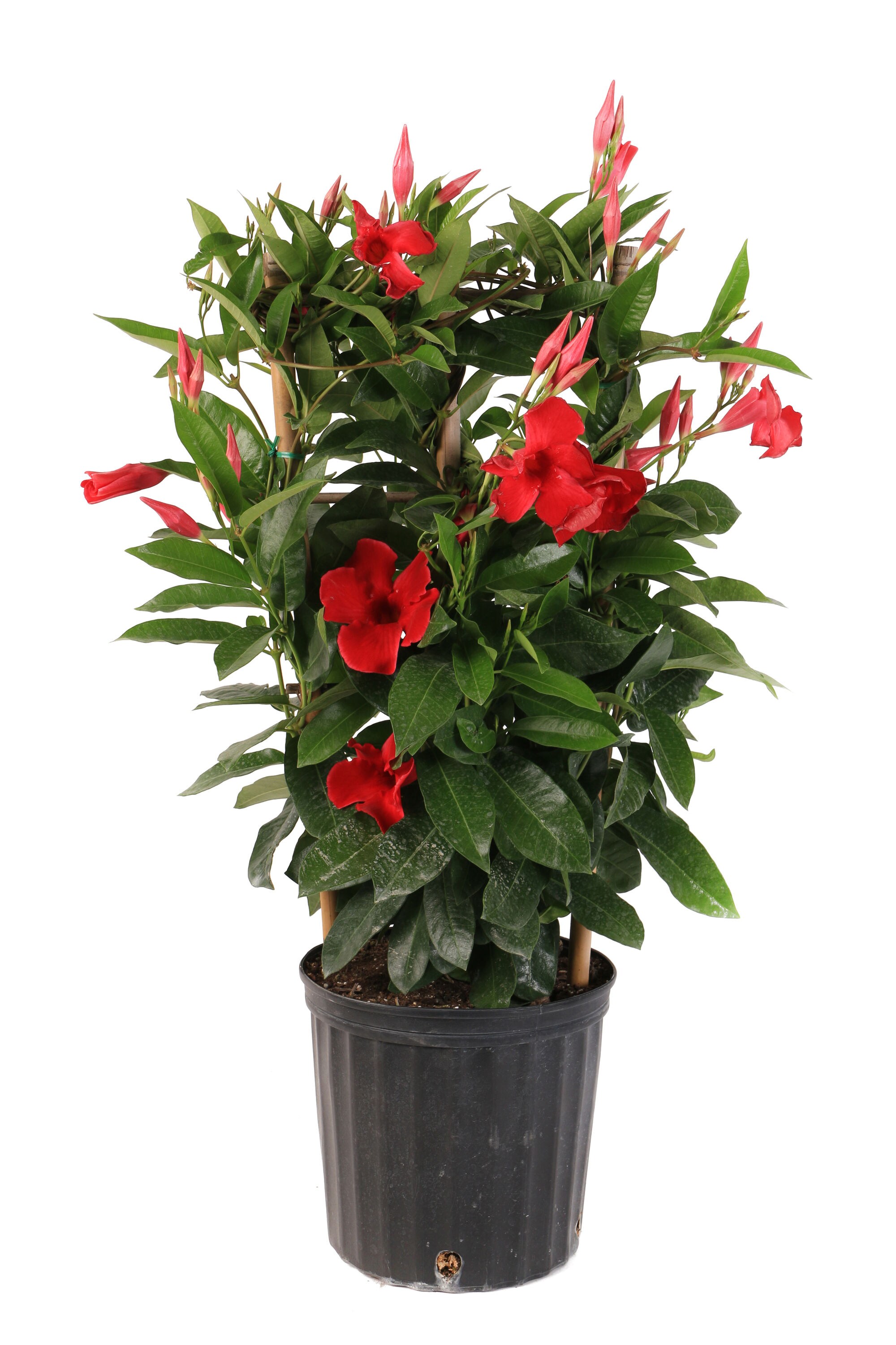 Mandevilla Plants, Bulbs & Seeds at Lowes.com