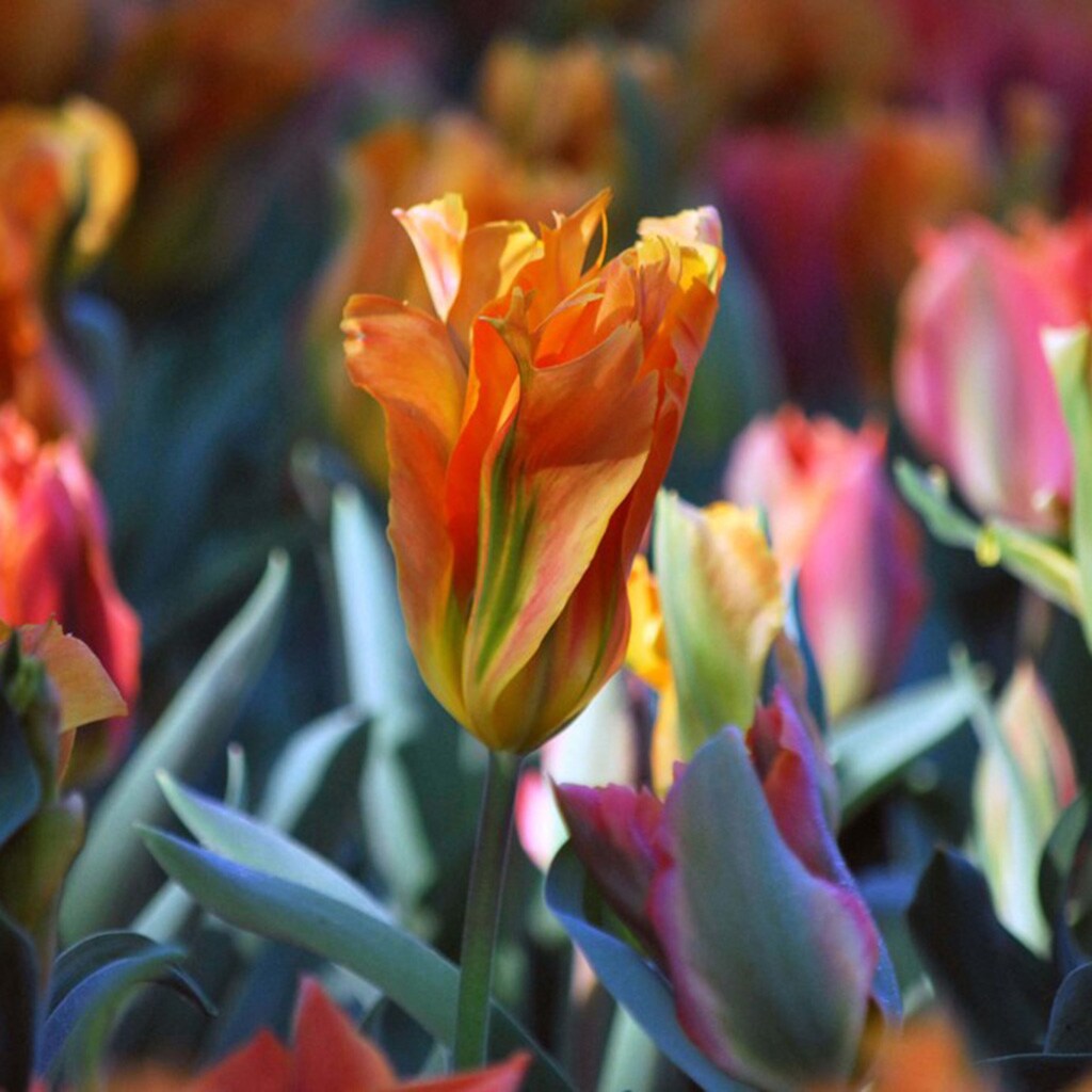 Van Zyverden Multicolor Tulips Artist Bulbs 12-Count in the Plant Bulbs ...