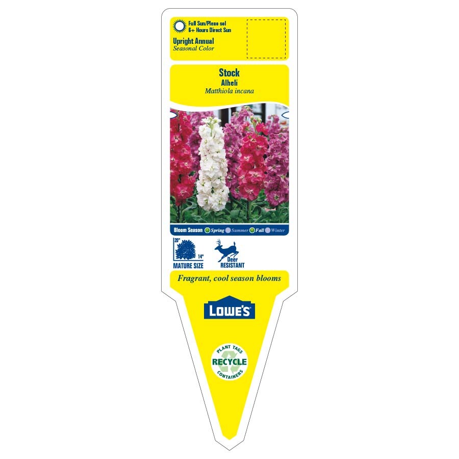 Lowe's NURSERY annuals - View #2