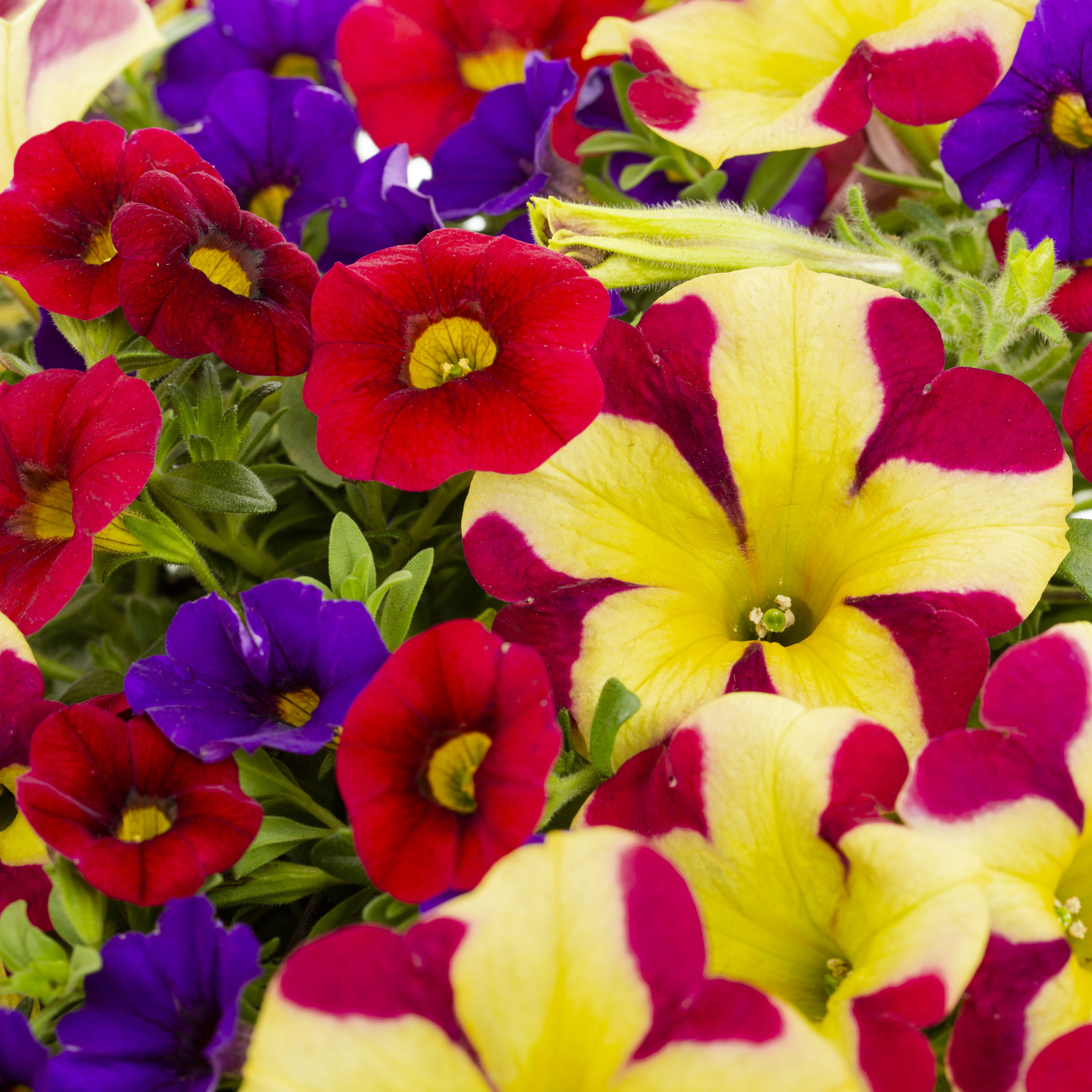 Ready Refill 825232 annuals - View #2
