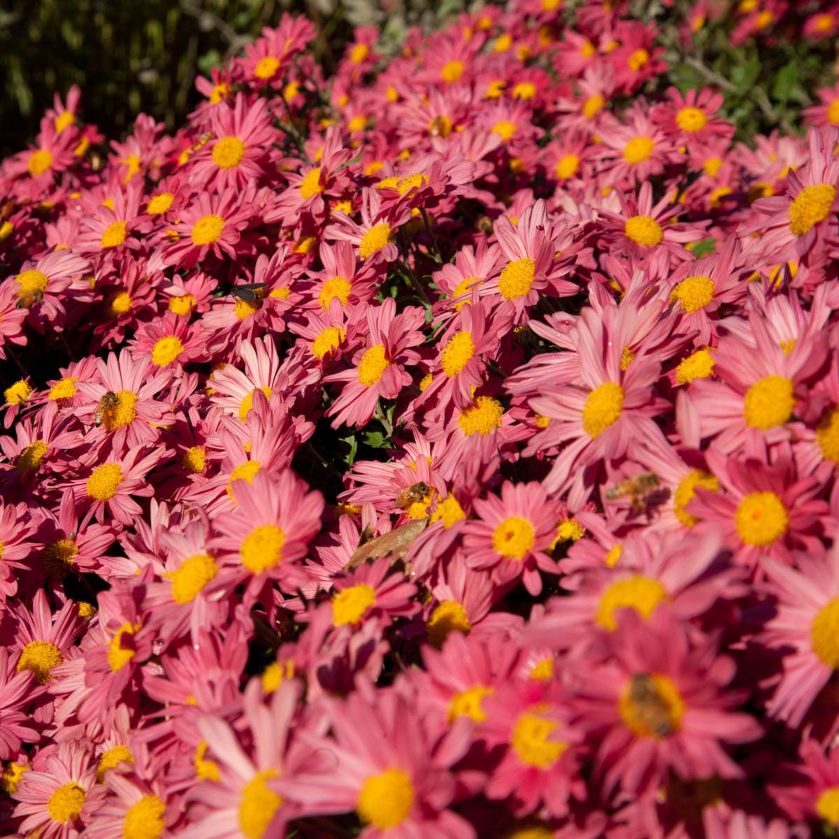 Breck's 89015 perennials - View #3