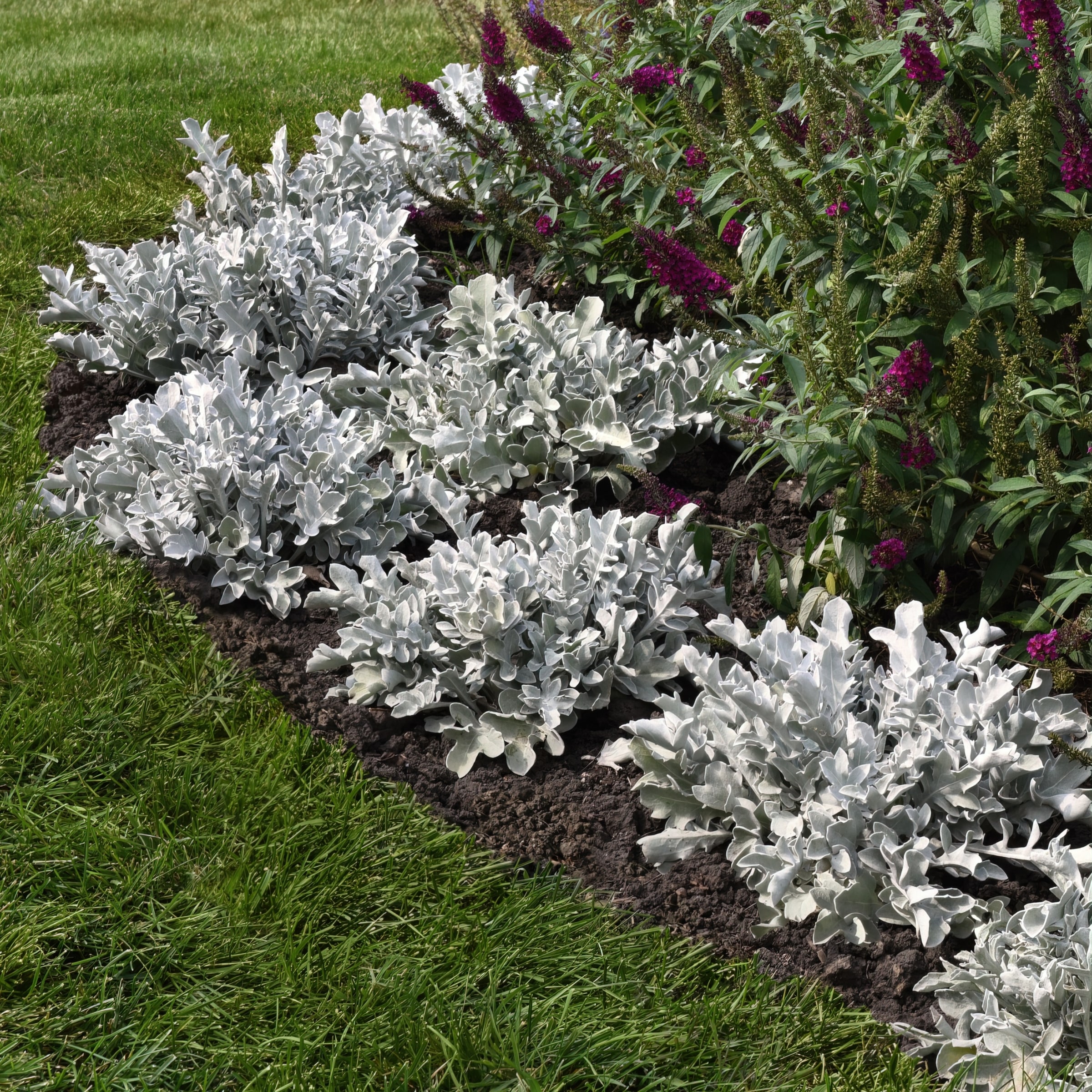 National Plant Network LW1530 perennials - View #3