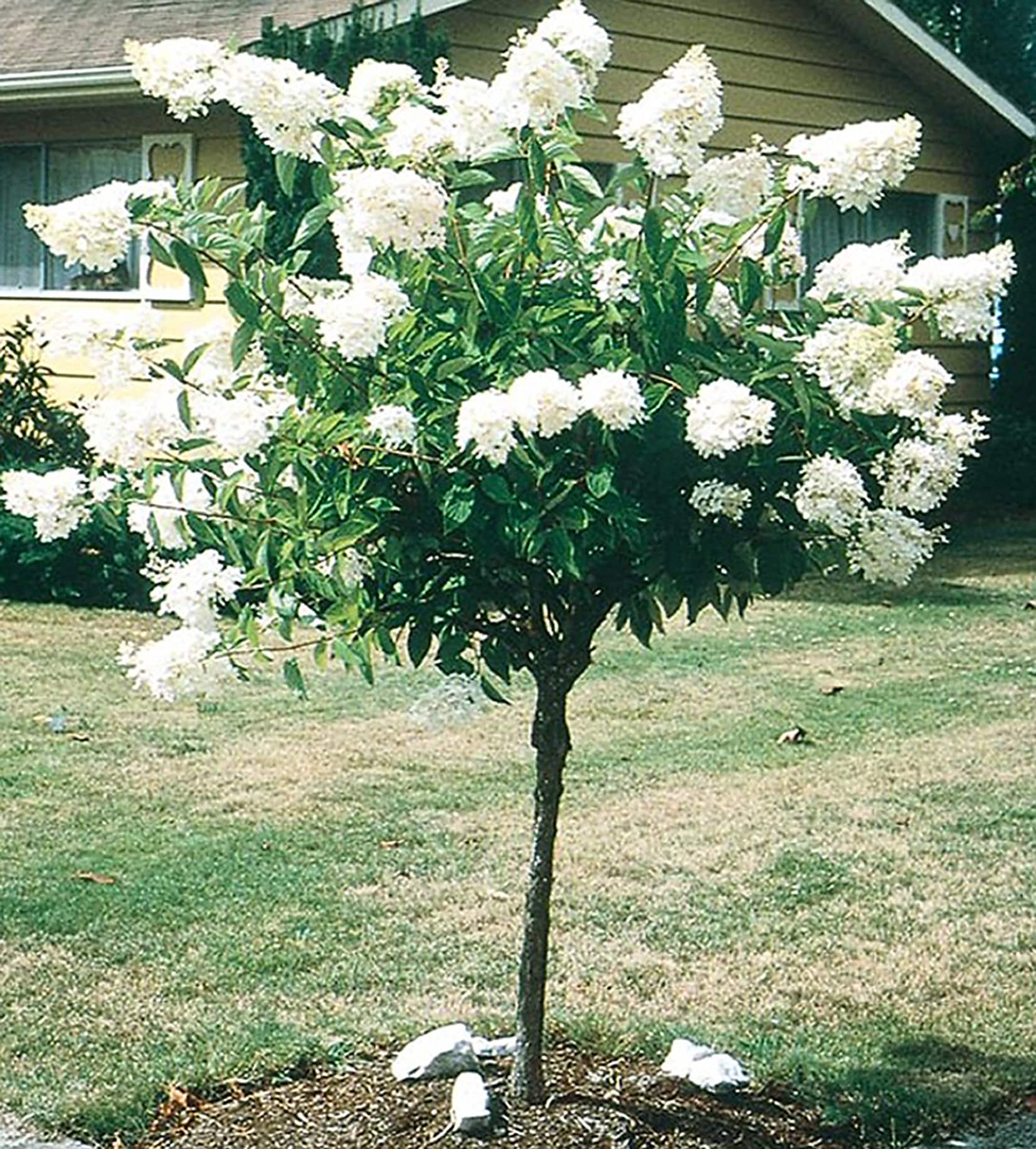 Image of White hydrangea tree in bloom