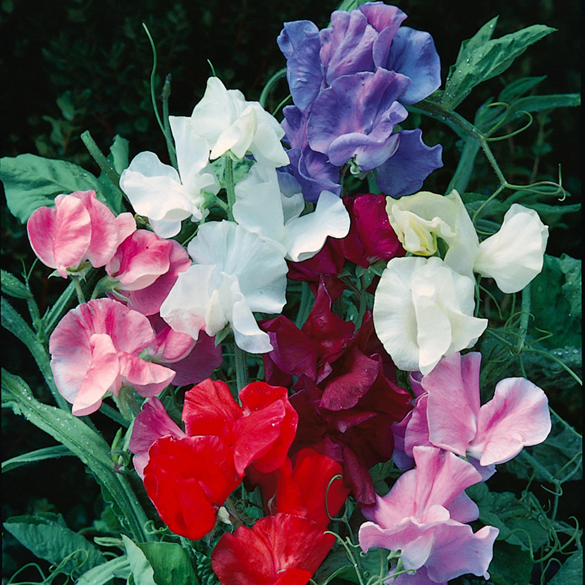 Ferry-Morse LC25.1159 seeds - View #3