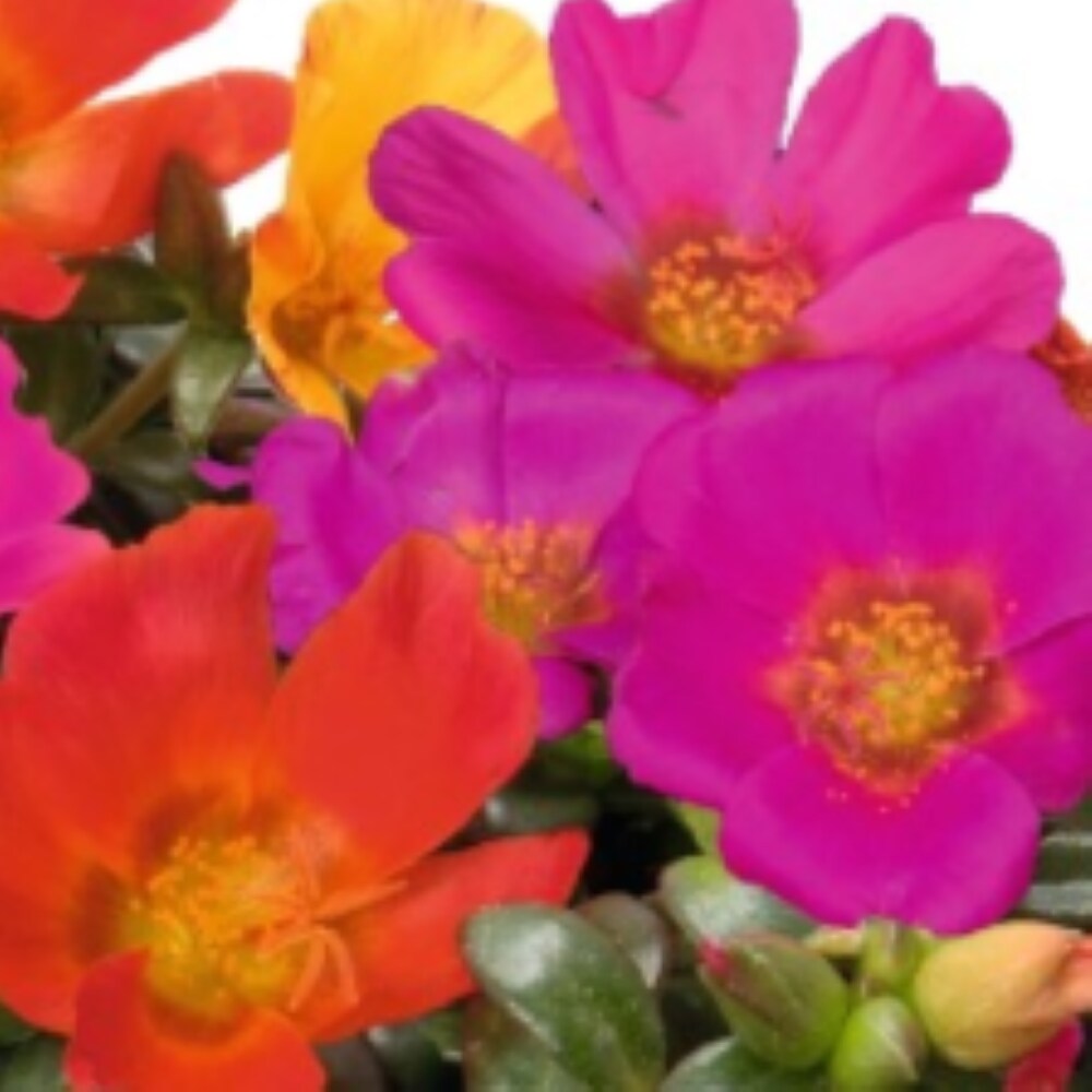 Lowe's NURSERY annuals - View #4
