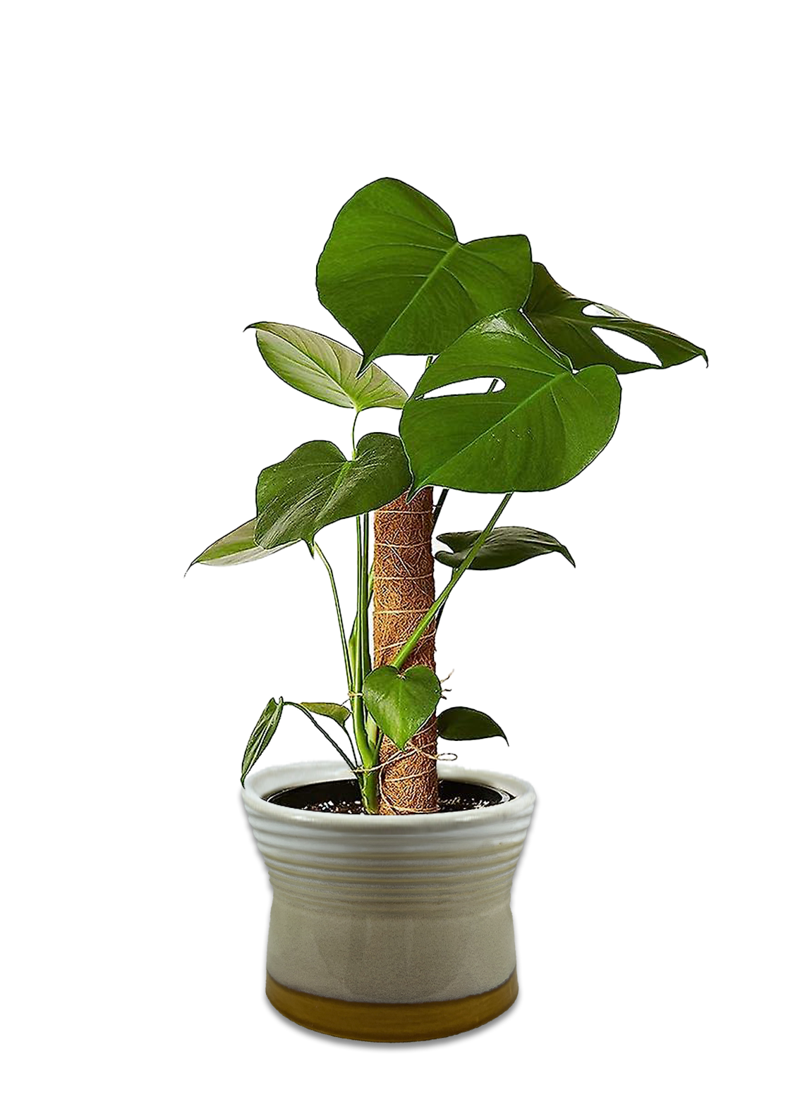 LiveTrends ASB08211 Totem Reverie House plant in 12 Ounce(s) Pot 1 -Pack