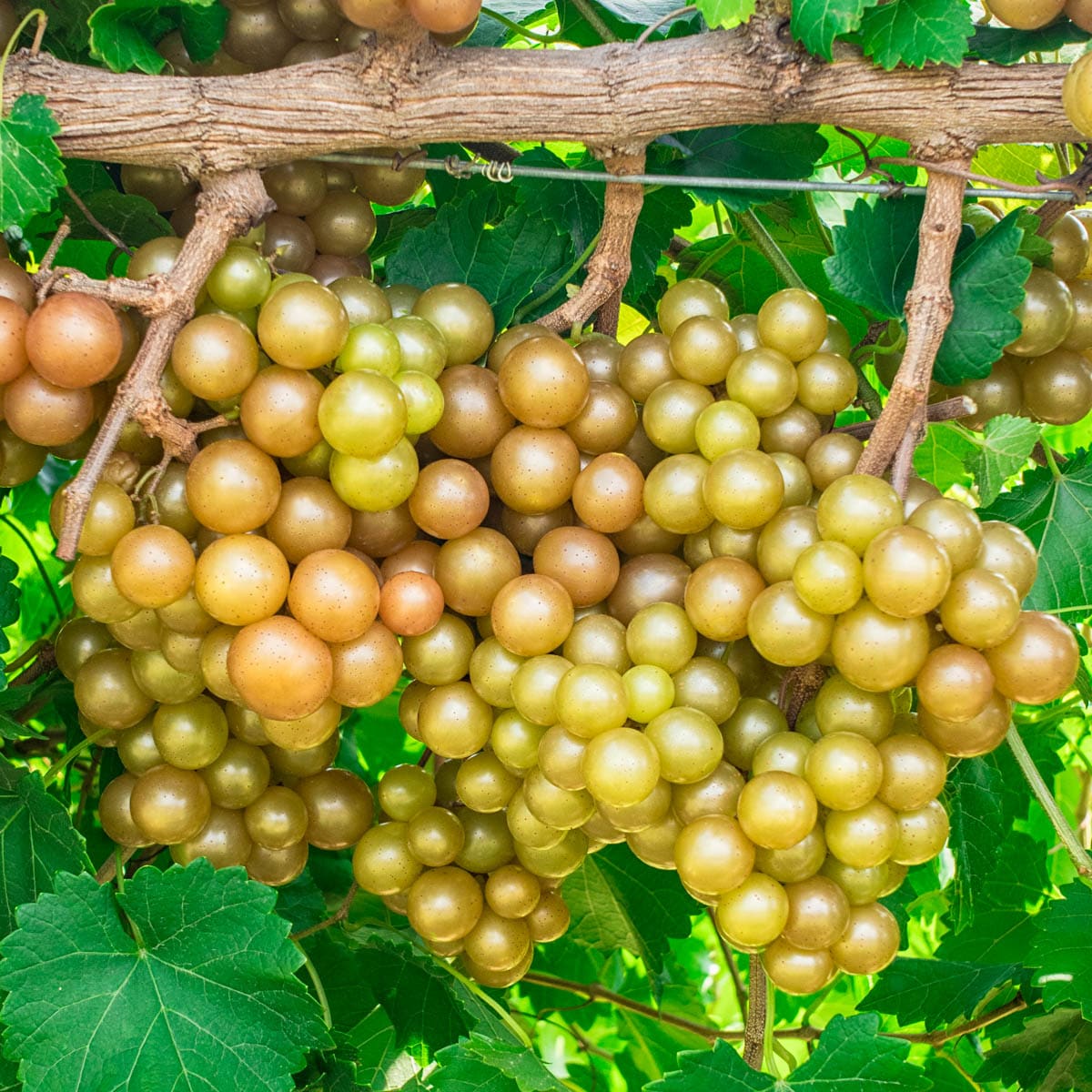 Exrta Large Seedless Green Grapes (1.5 lb-2 lb)