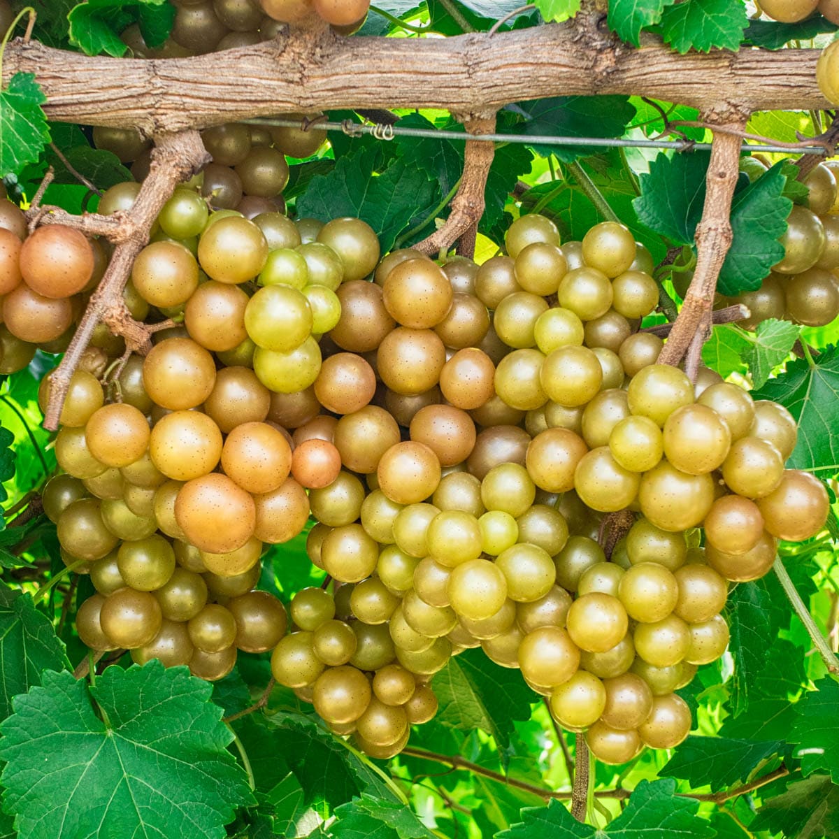 Green Seedless Grapes, 2.25 lbs