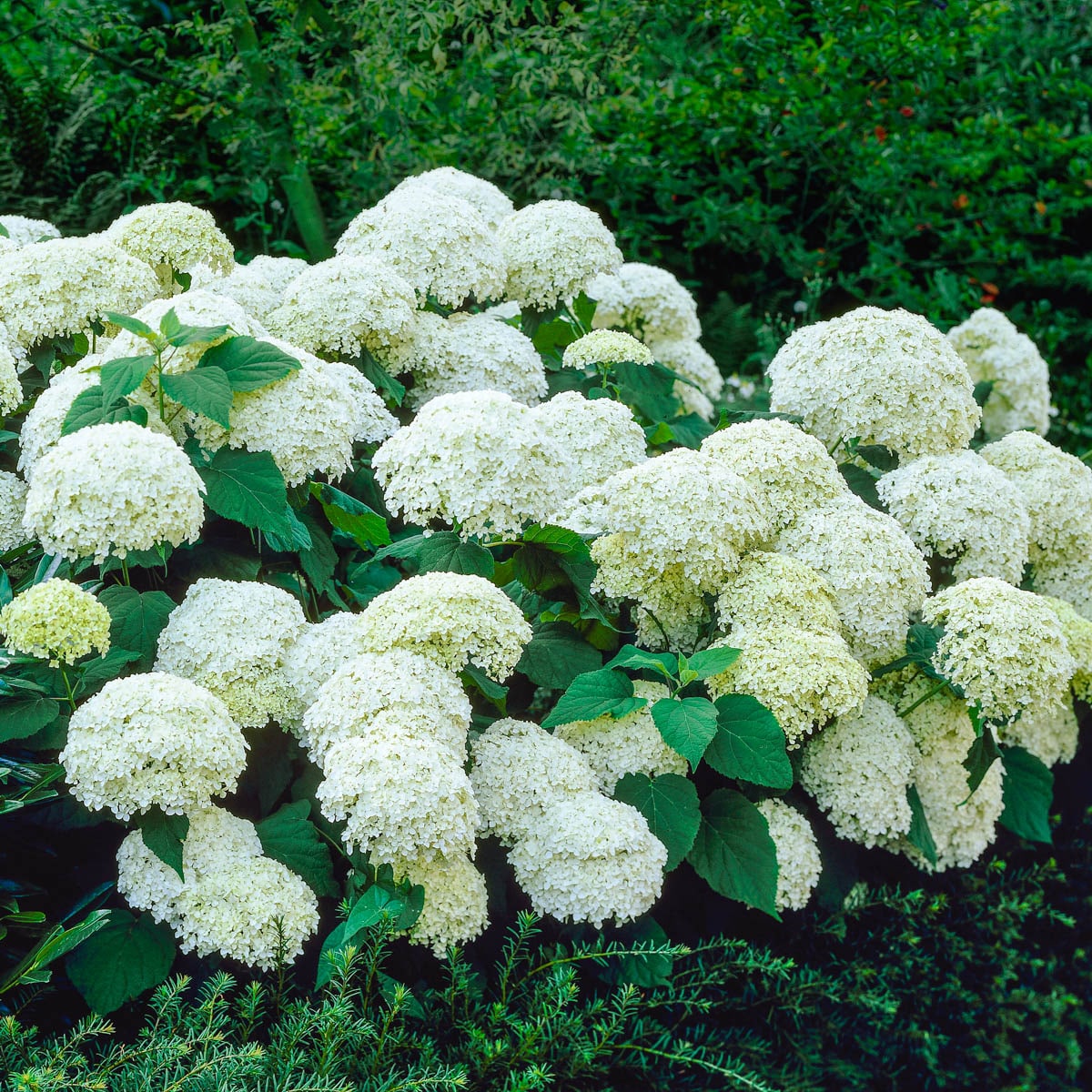 Spring Hill Nurseries 93761 shrubs - View #2